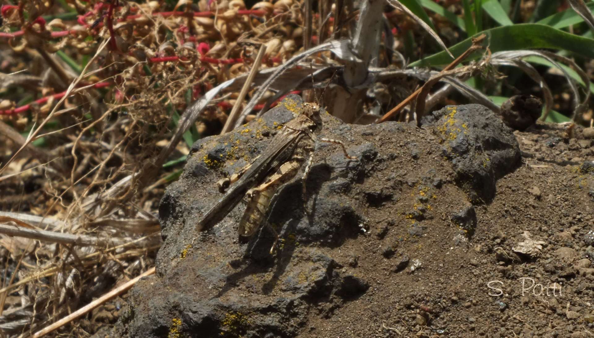 Acrotylus insubricus