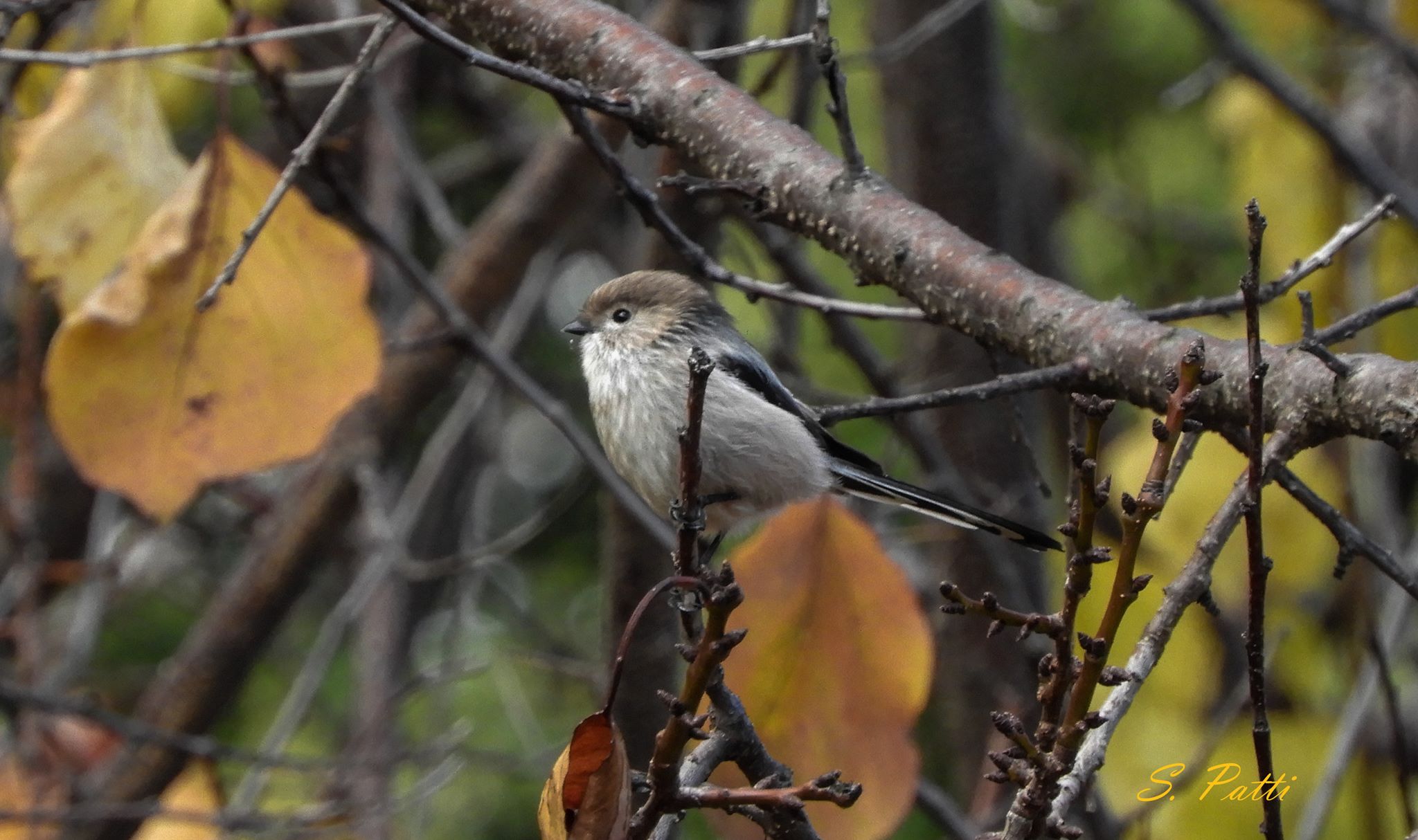 Aegithalos caudatus