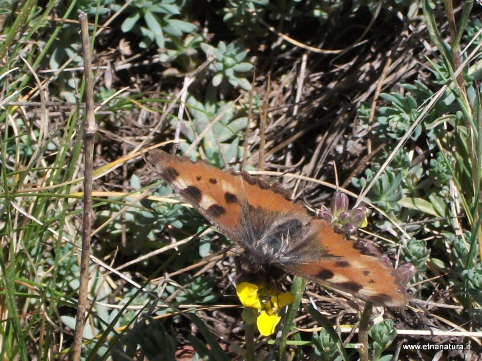 Aglais urticae