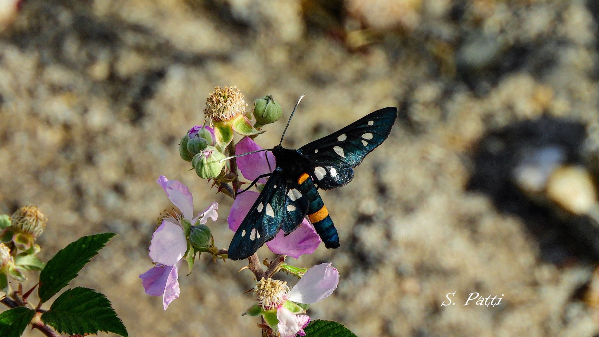 Amata kruegeri