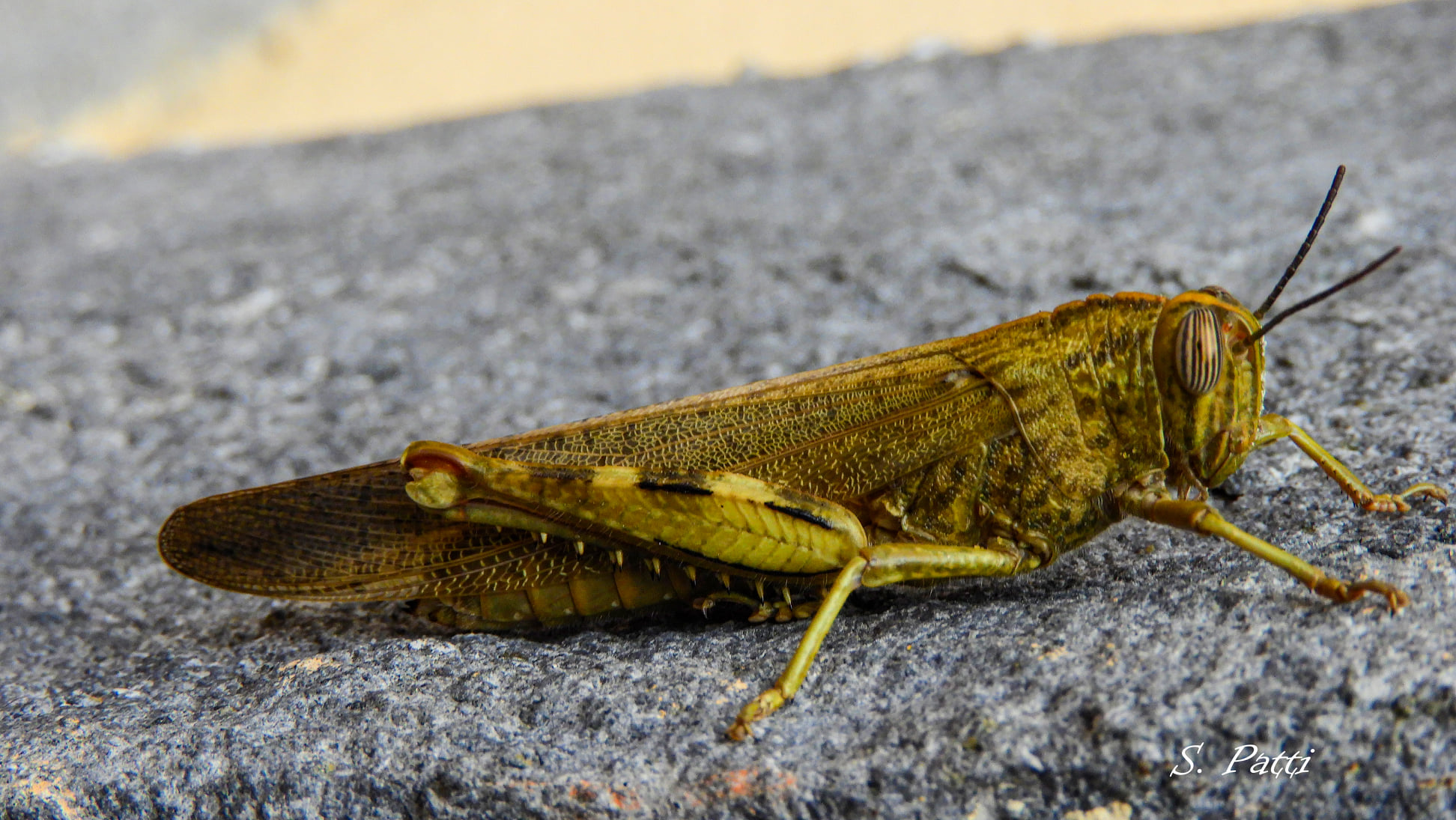 Anacridium aegyptium