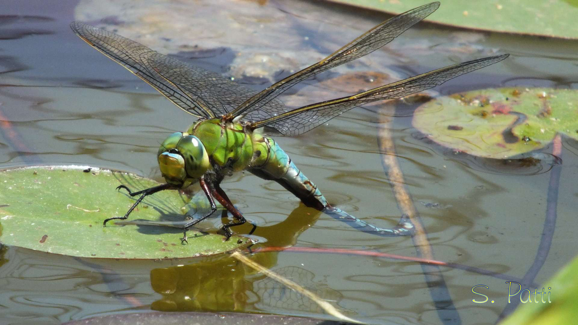 Anax imperator