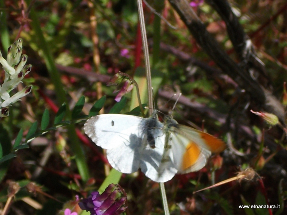 Anthocaris cardamines