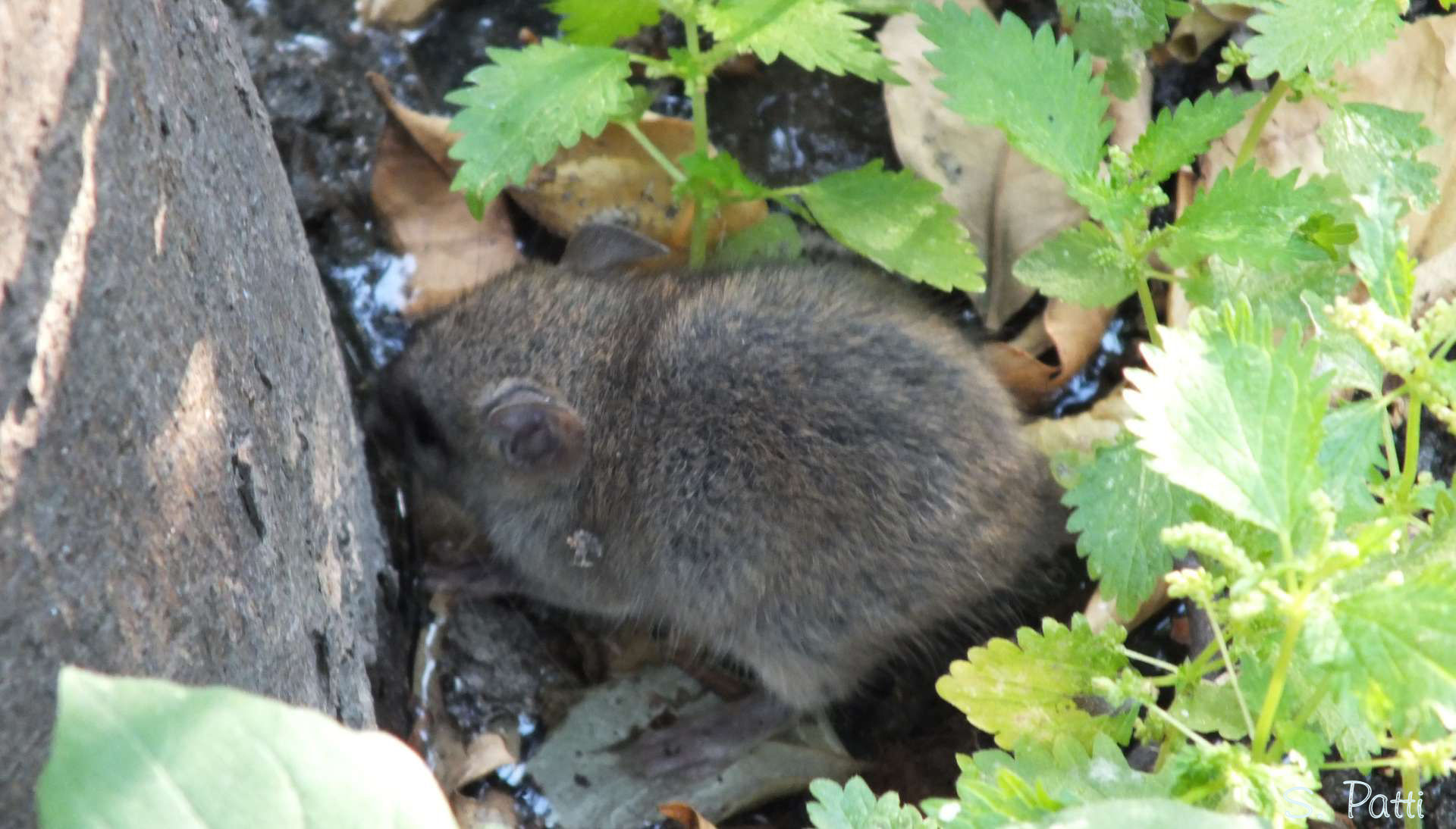 Apodemus sylvaticus