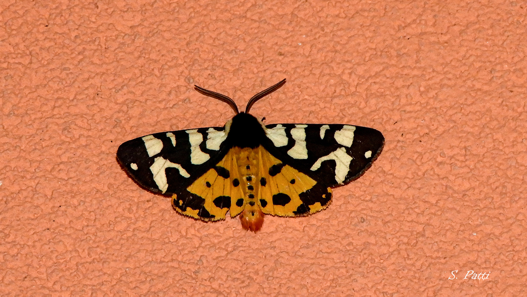 Arctia konewkaii