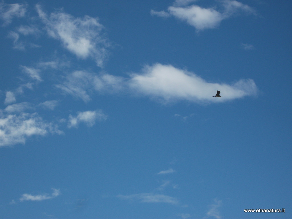 Ardea cinerea