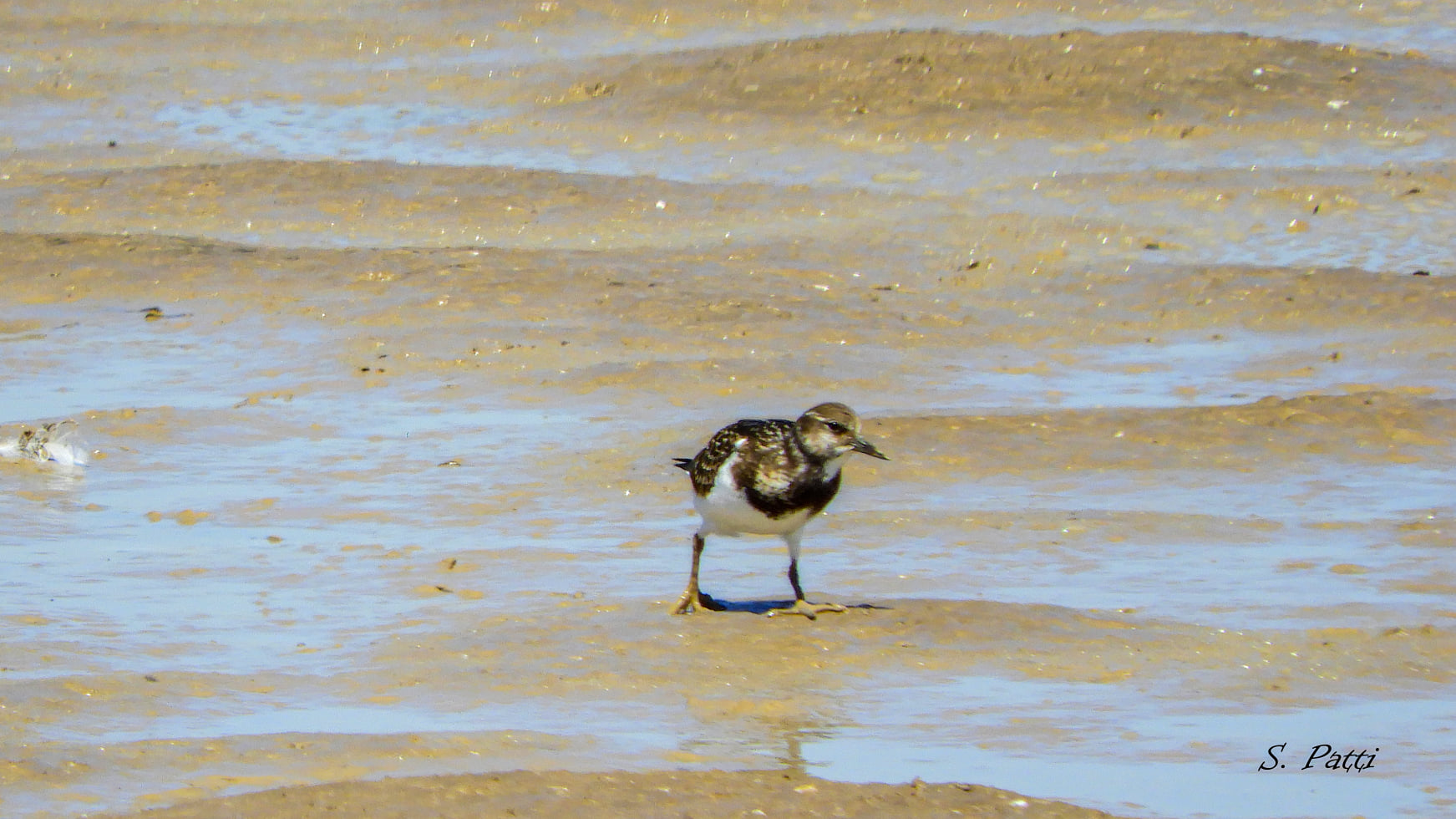 Arenaria interpres