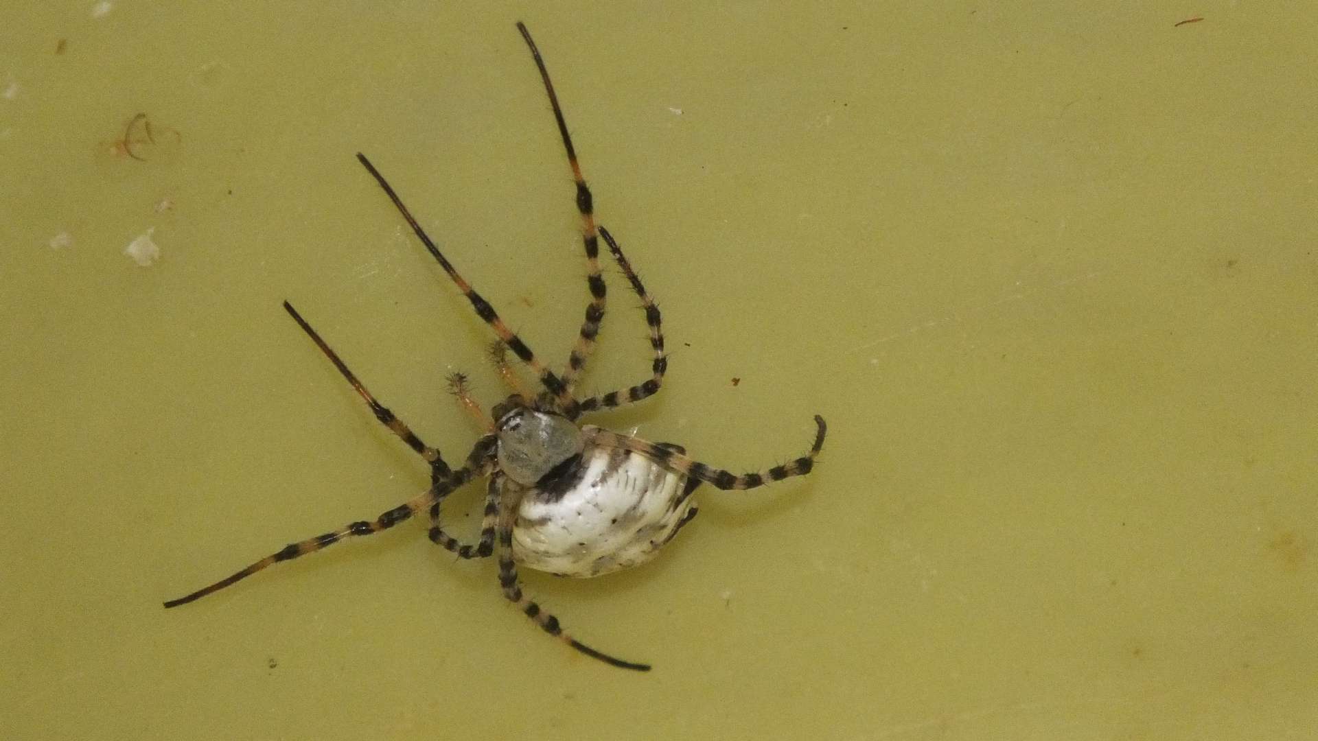 Argiope lobata