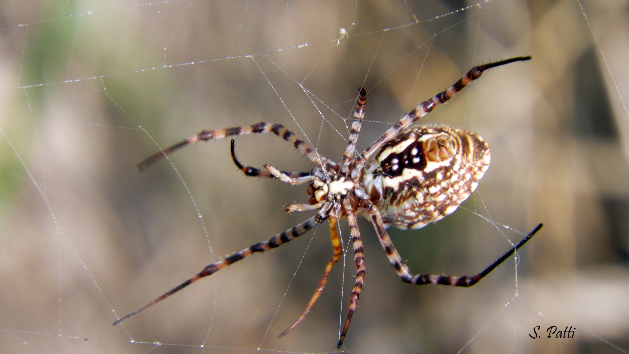 Argiope trifasciata