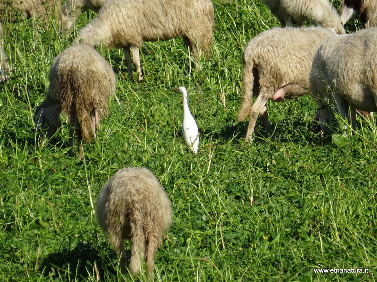 Bubulcus ibis