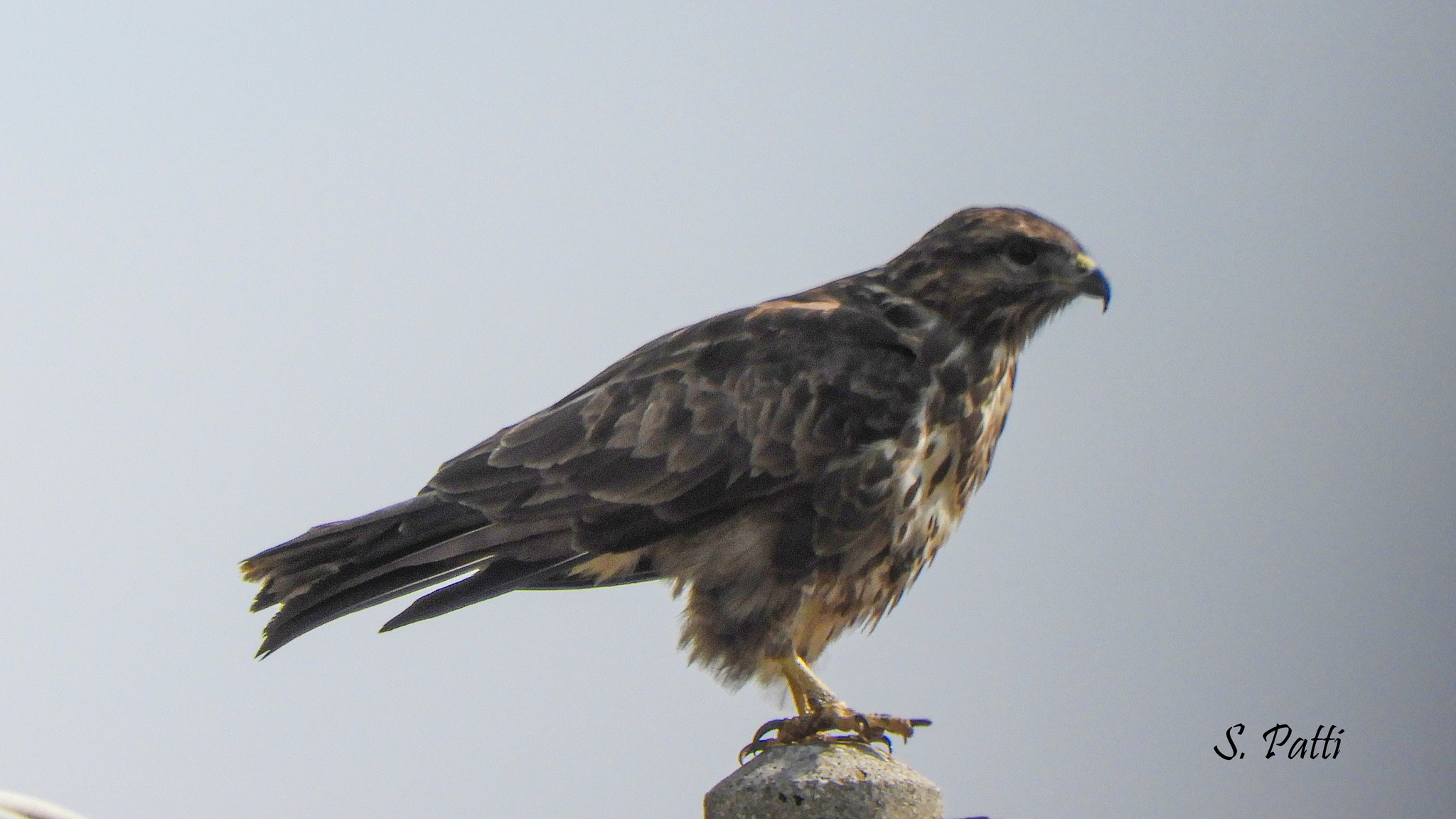 Buteo buteo