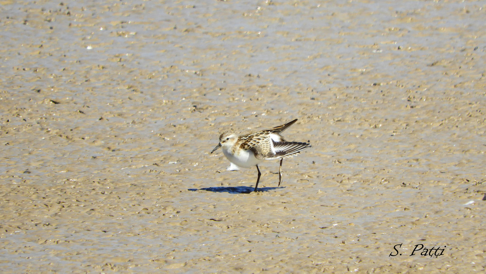 Calidris minuta
