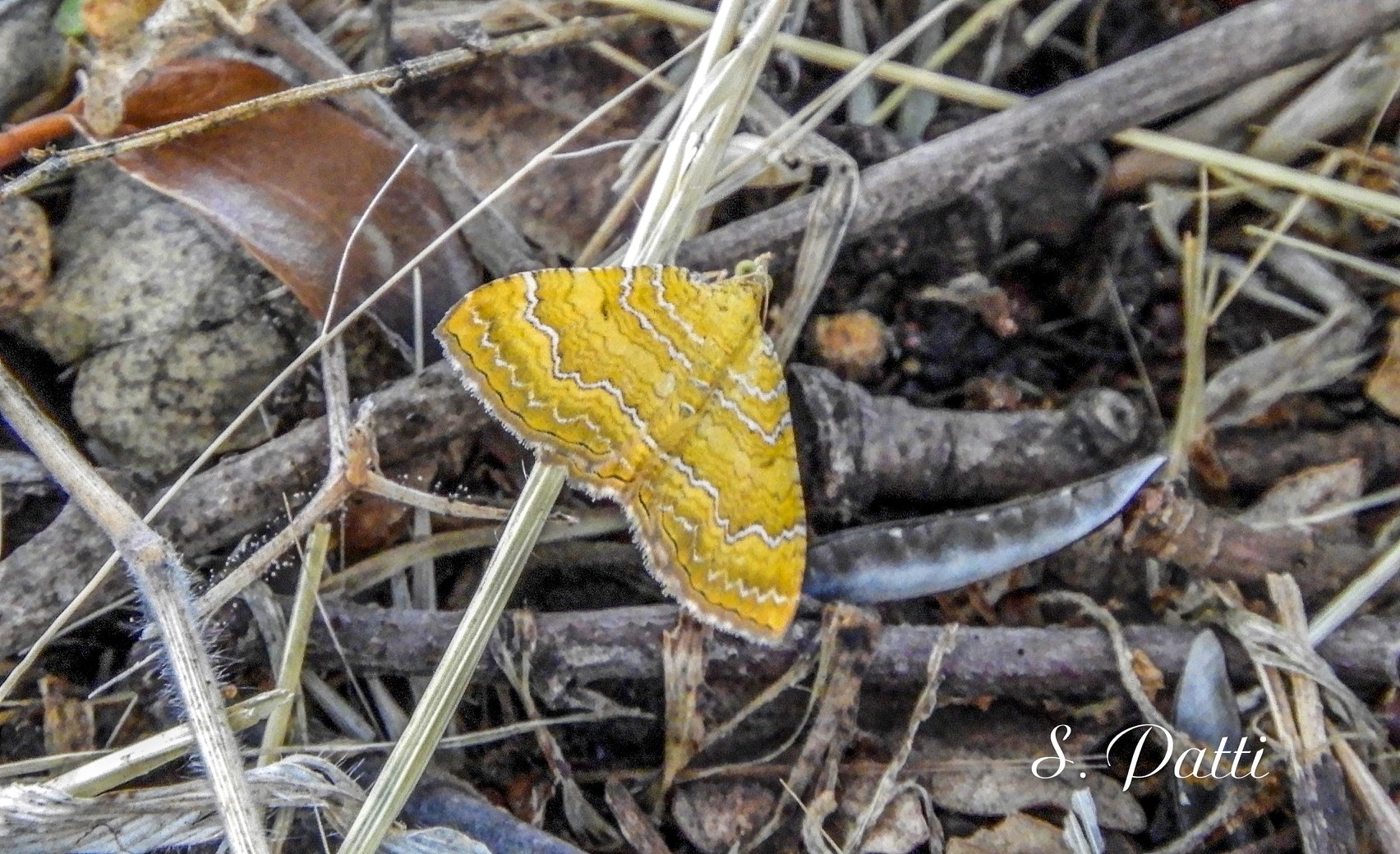 Camptogramma bilineata