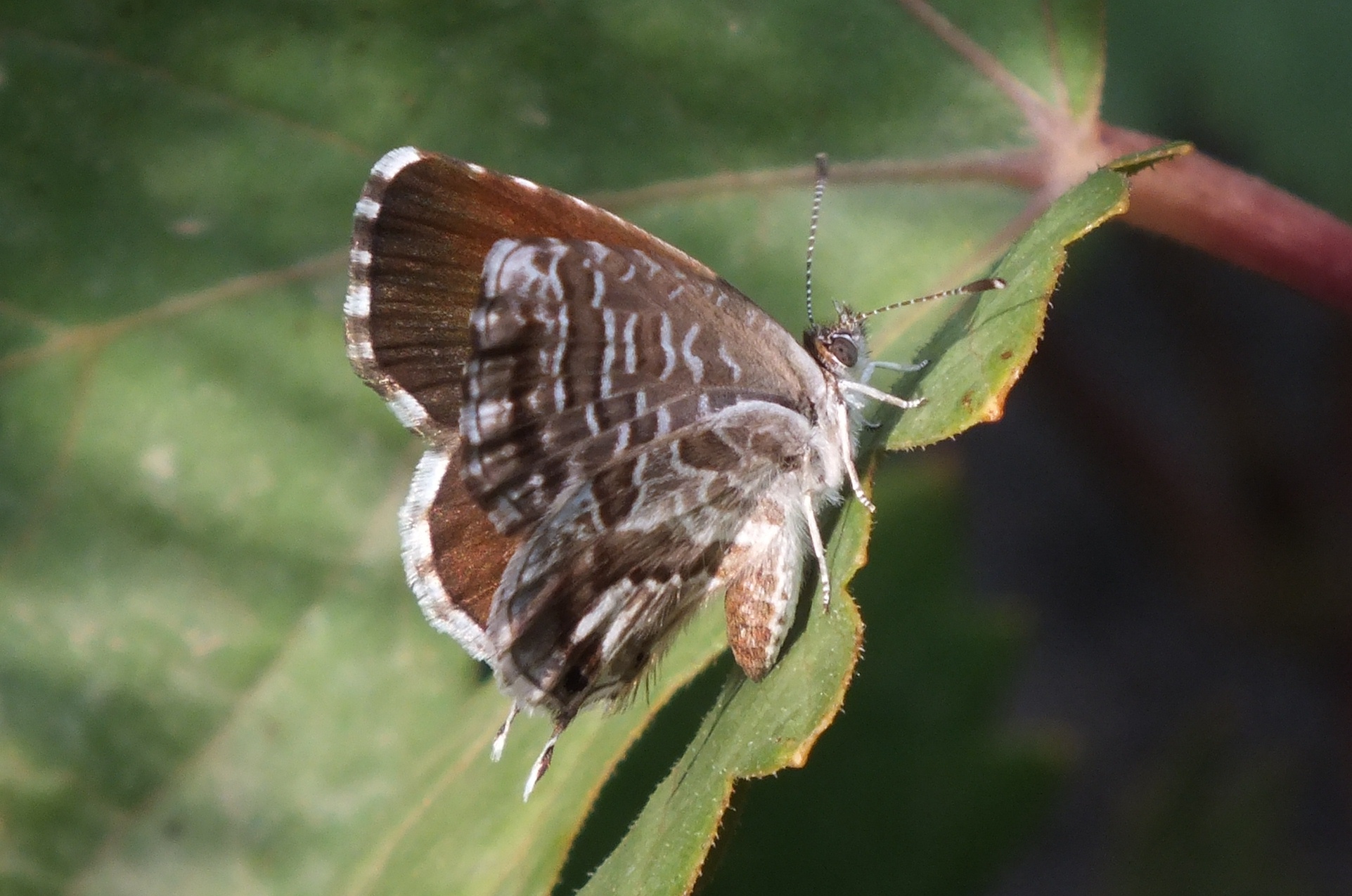Capici cacyreus
