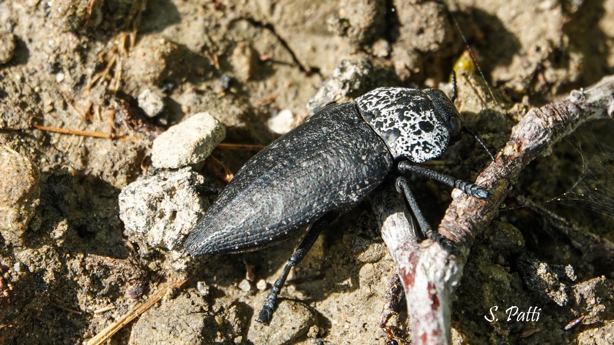 Capnodis tenebrionis
