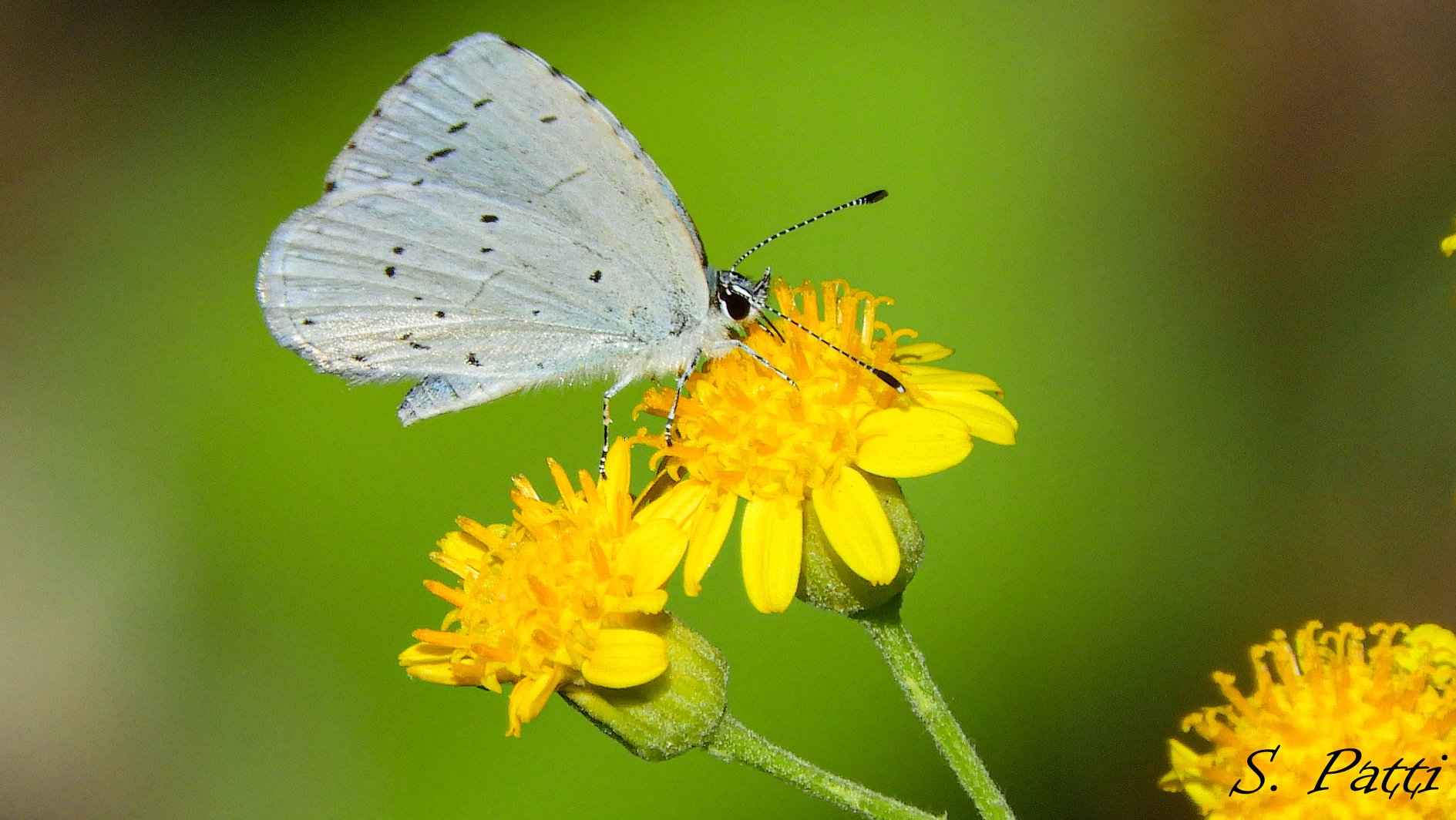 Celastrina argiolus