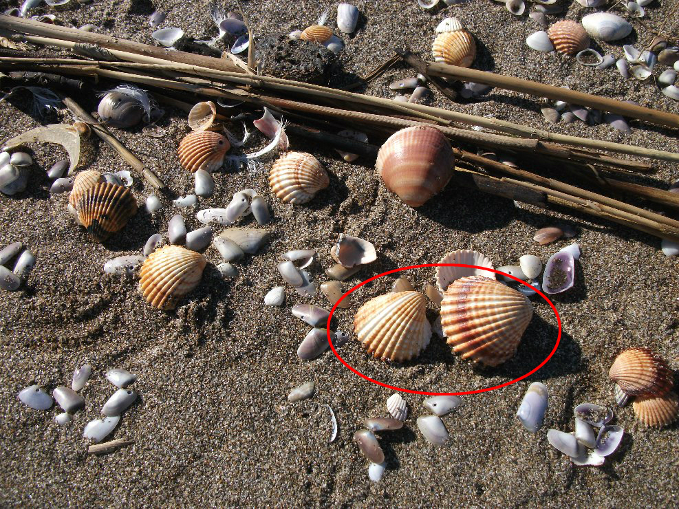 Cerastoderma glaucum