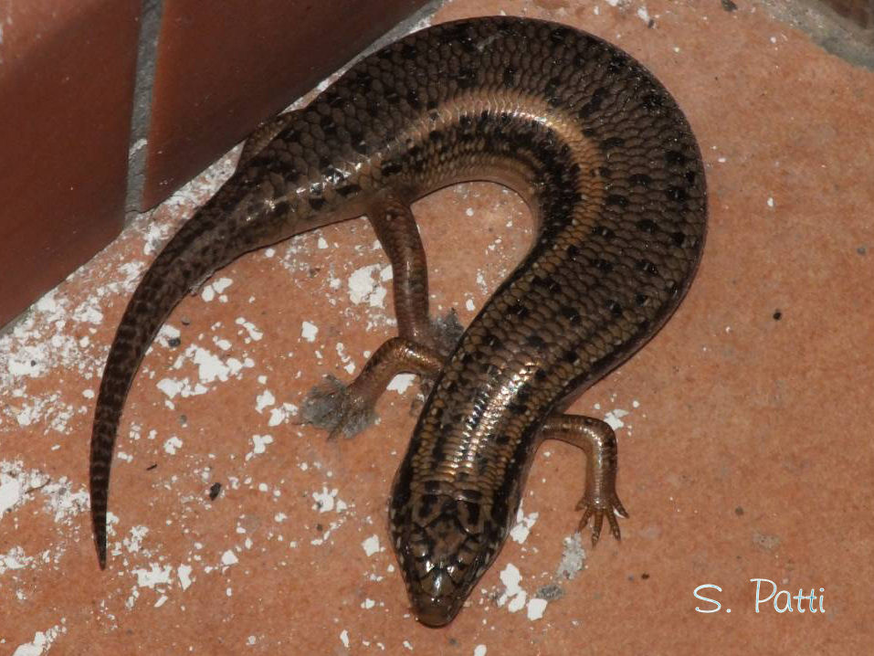 Chalcides ocellatus Chalcides ocellatus