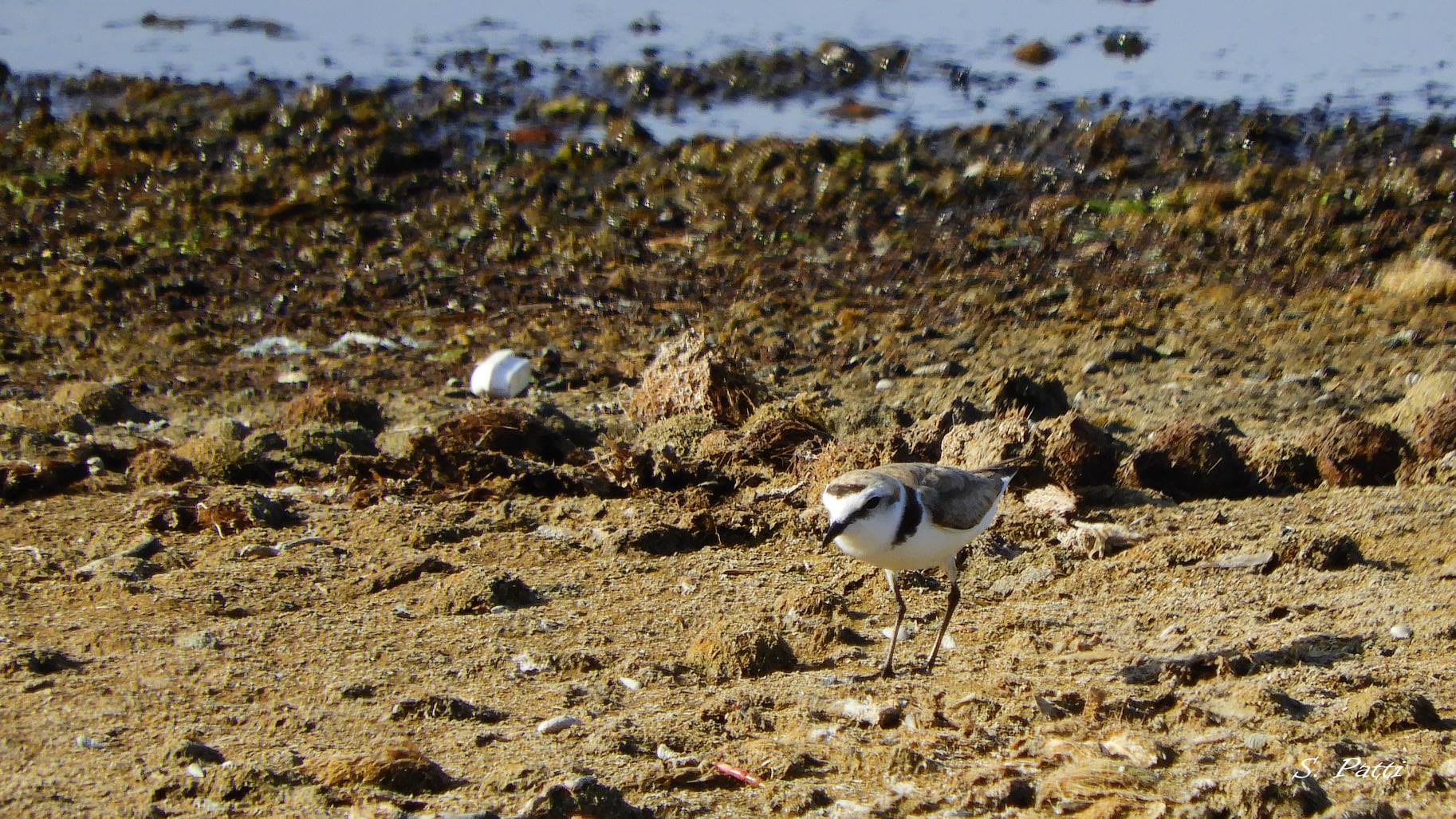 Charadrius alexandrinus