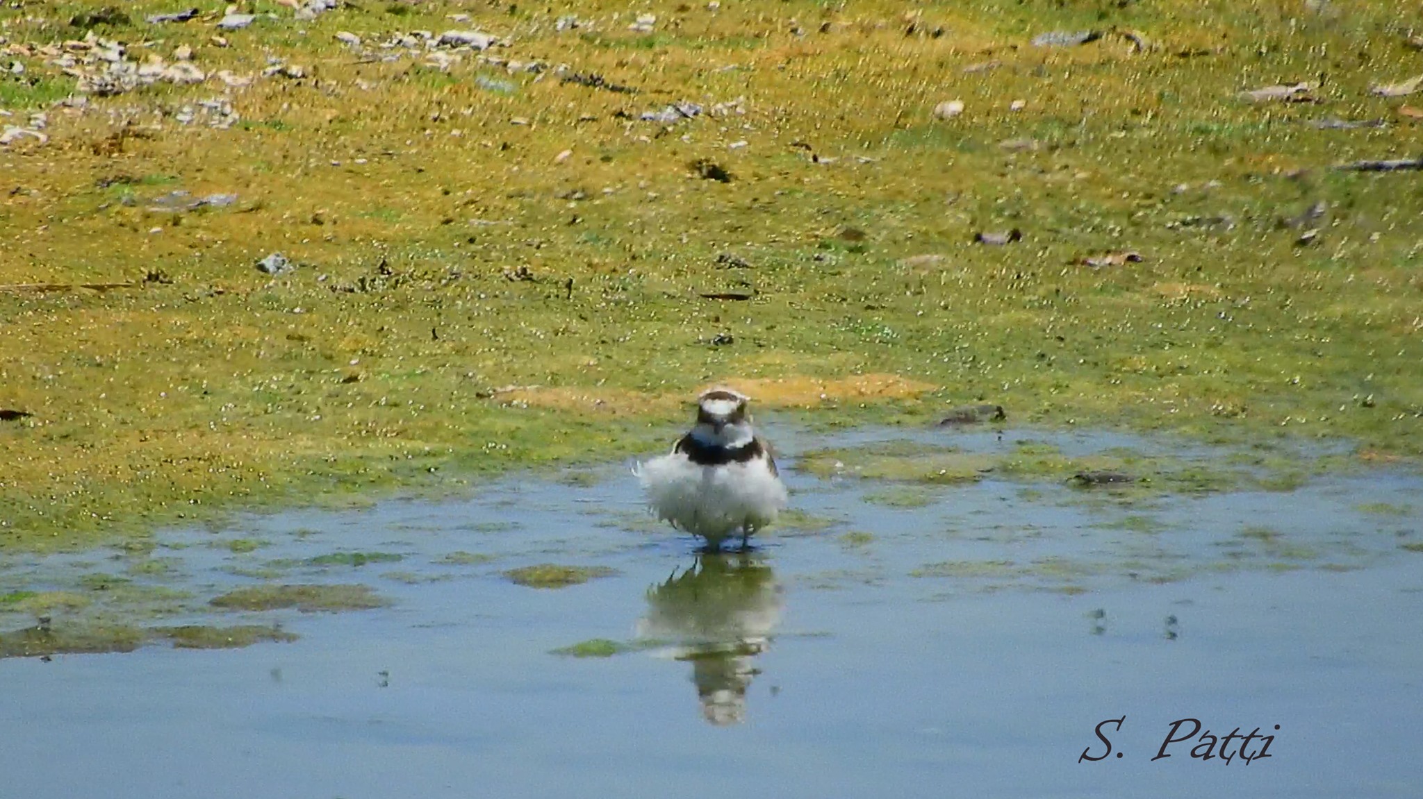Charadrius dubius