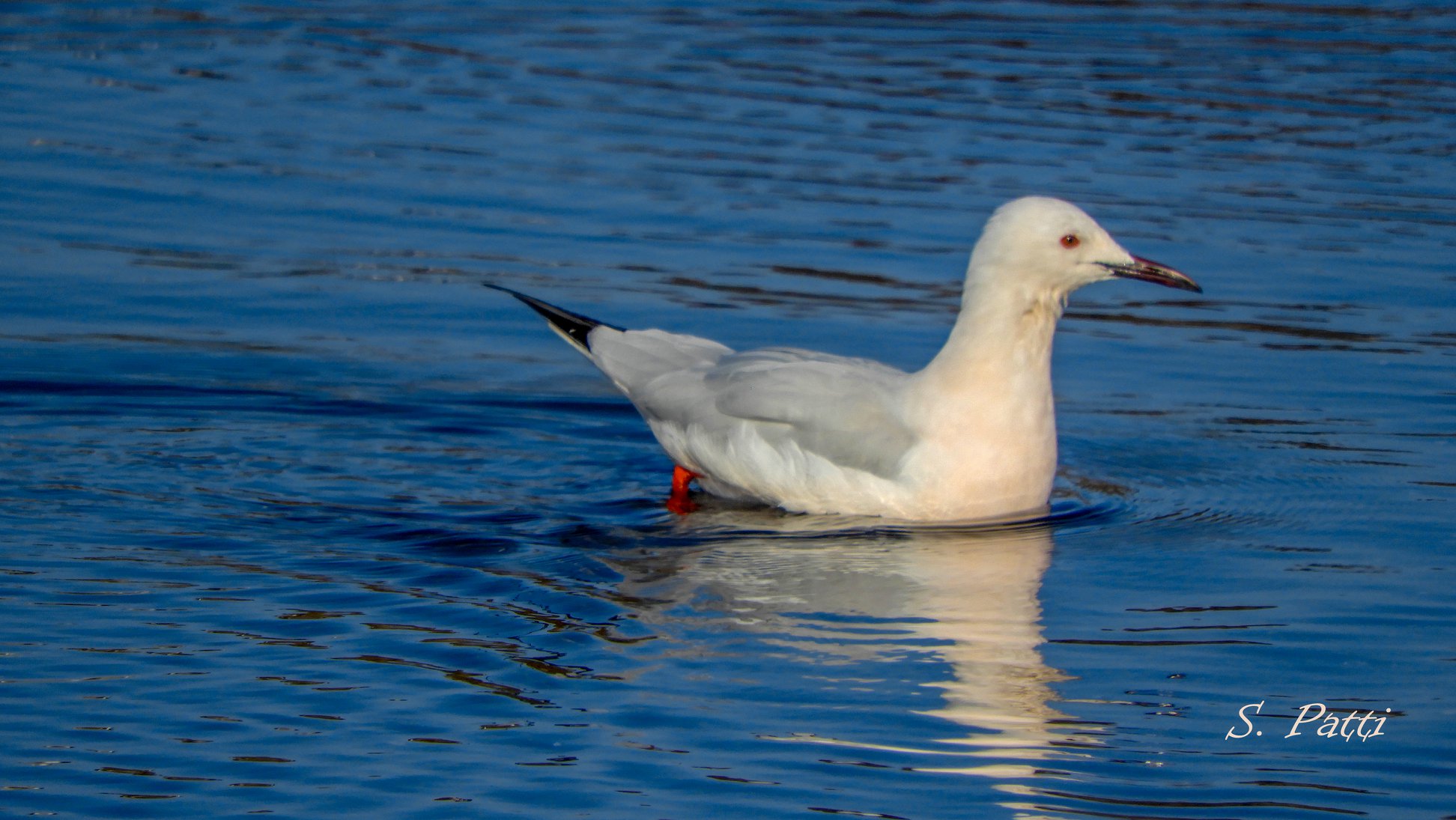 Chroicocephalus genei