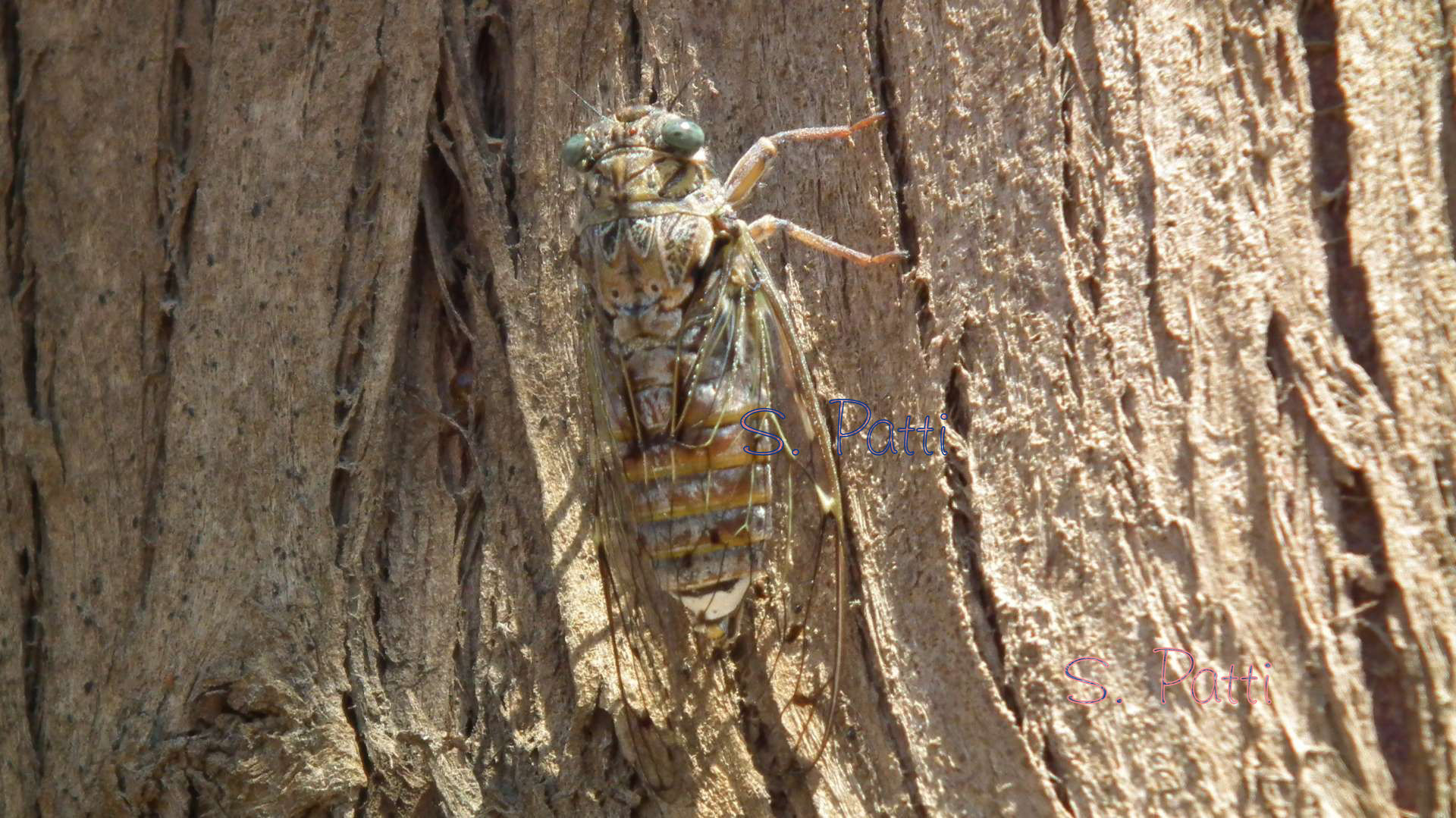 Cicadidae westwood Cicadidae westwood