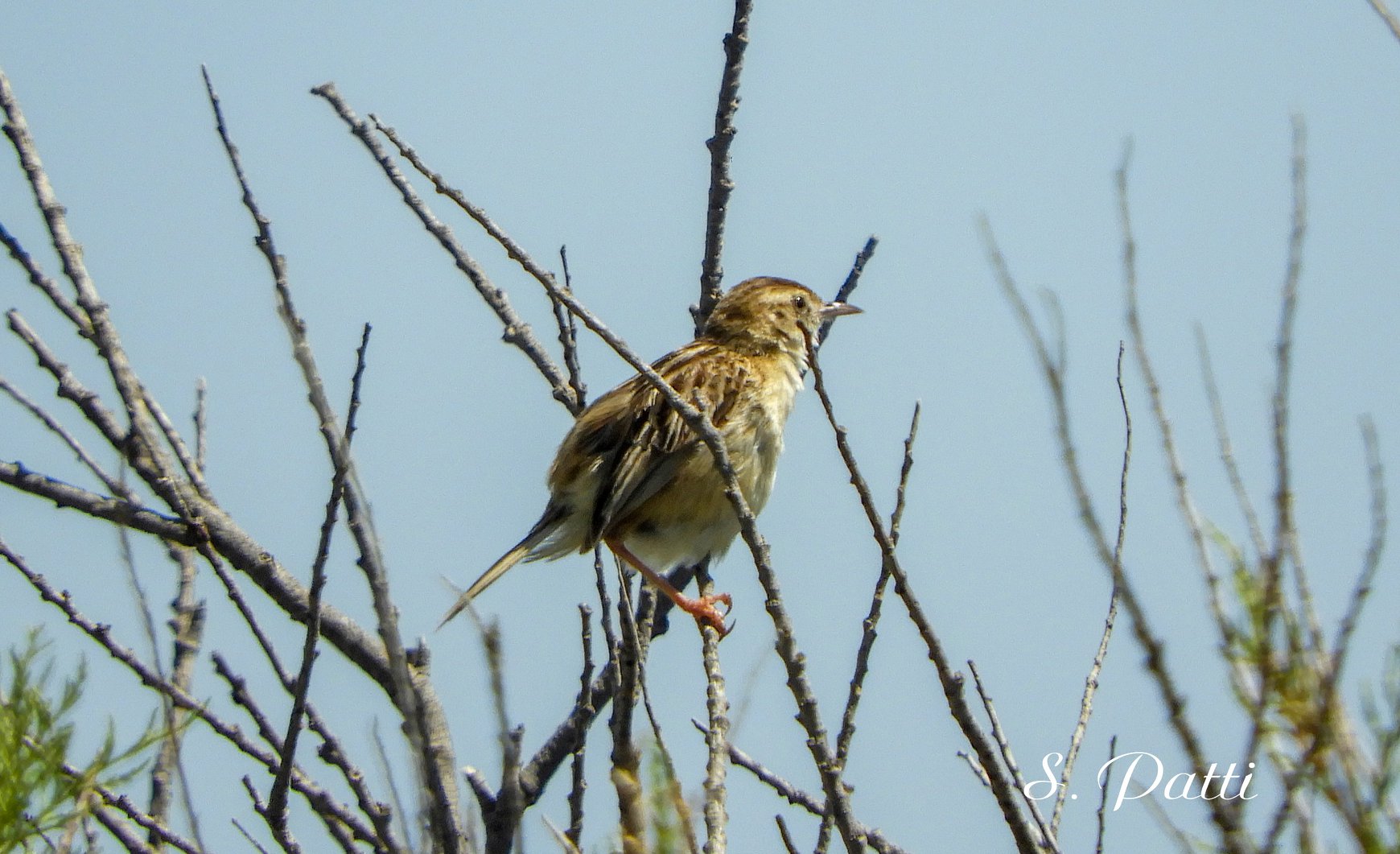 Cisticola juncidis