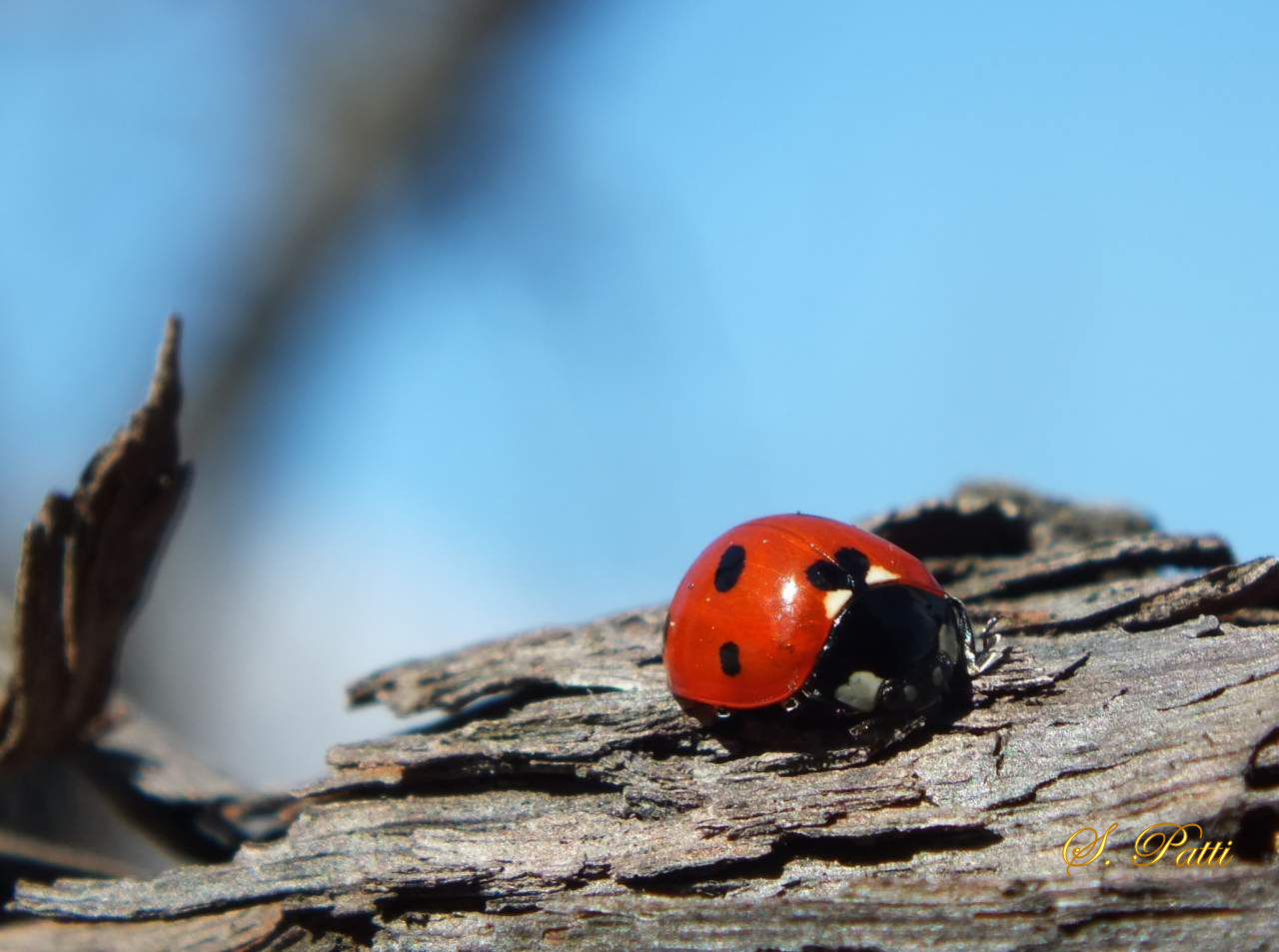 Coccinellidae latreille