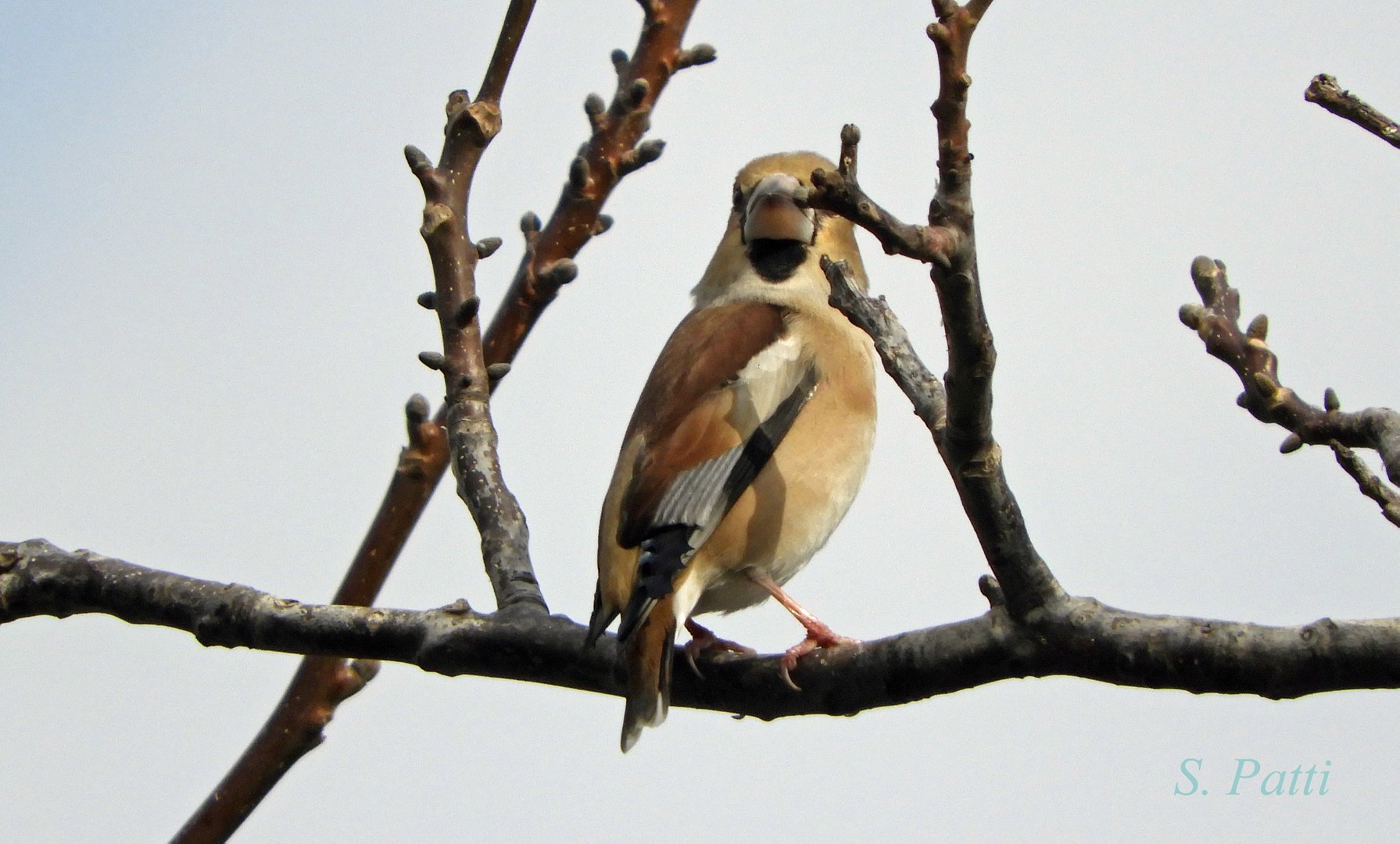 Coccothraustes coccothraustes