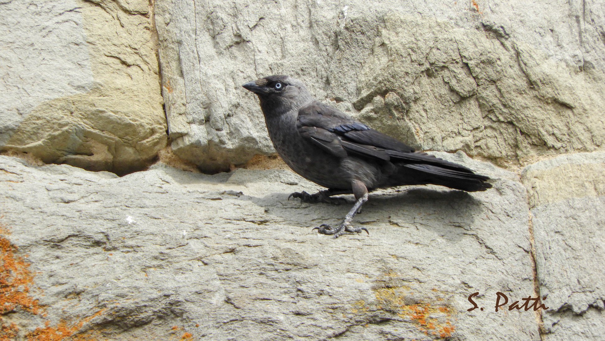 Coloeus monedula Coloeus monedula