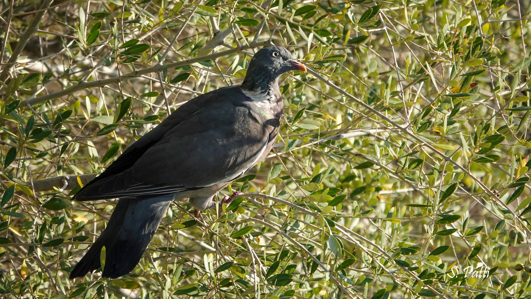 Columba palumbus Columba palumbus