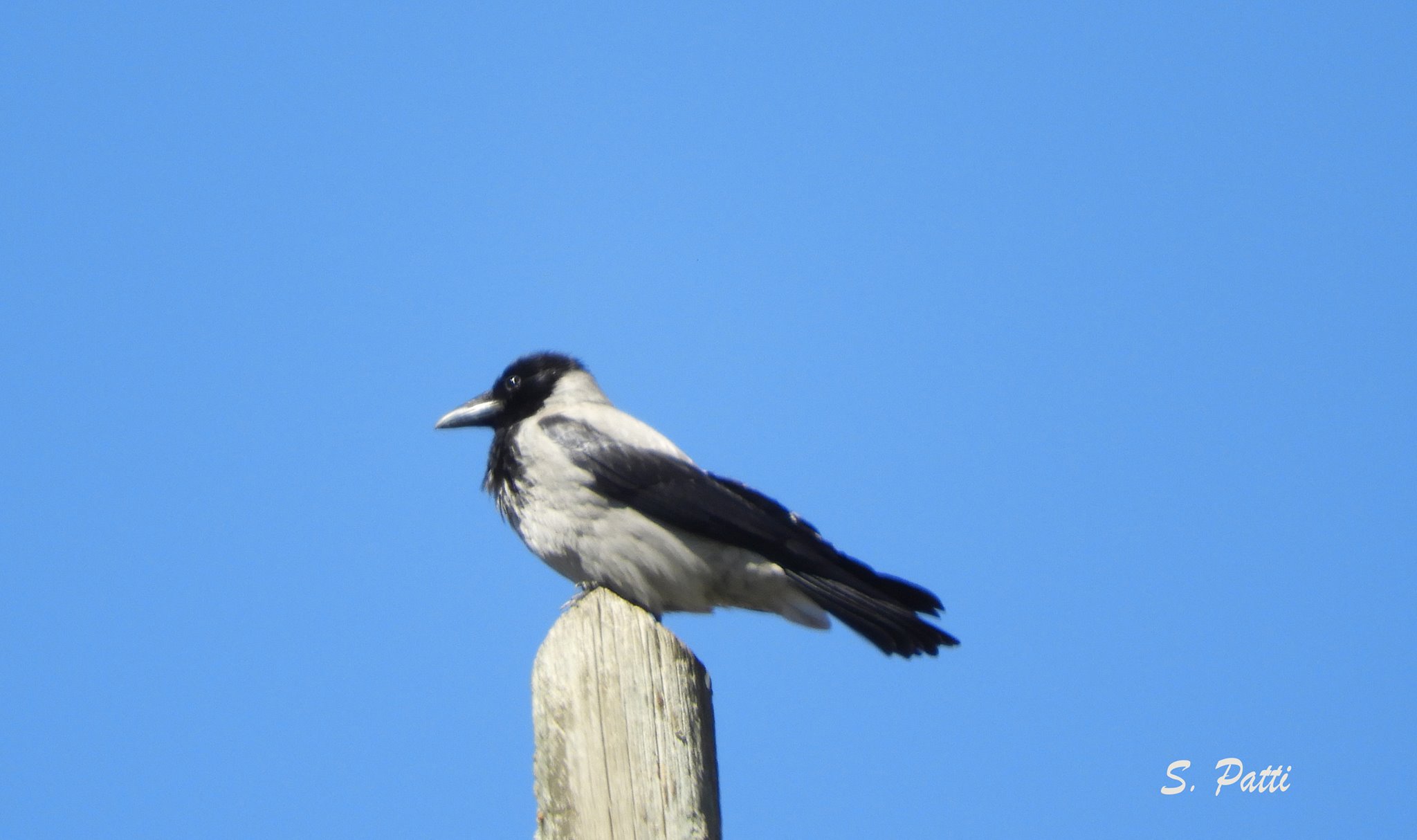 Corvus cornix