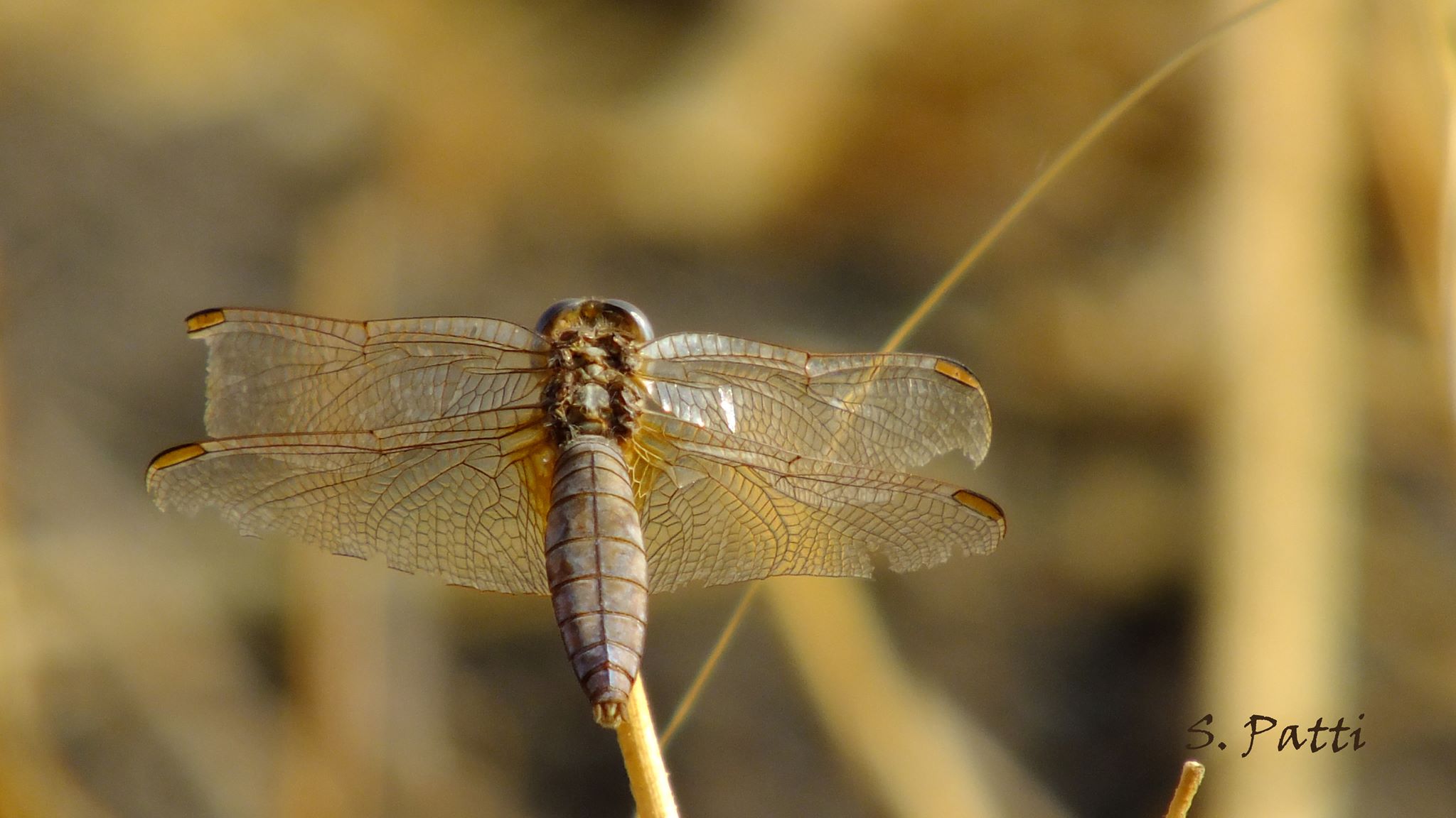 Crocothemis erythraea