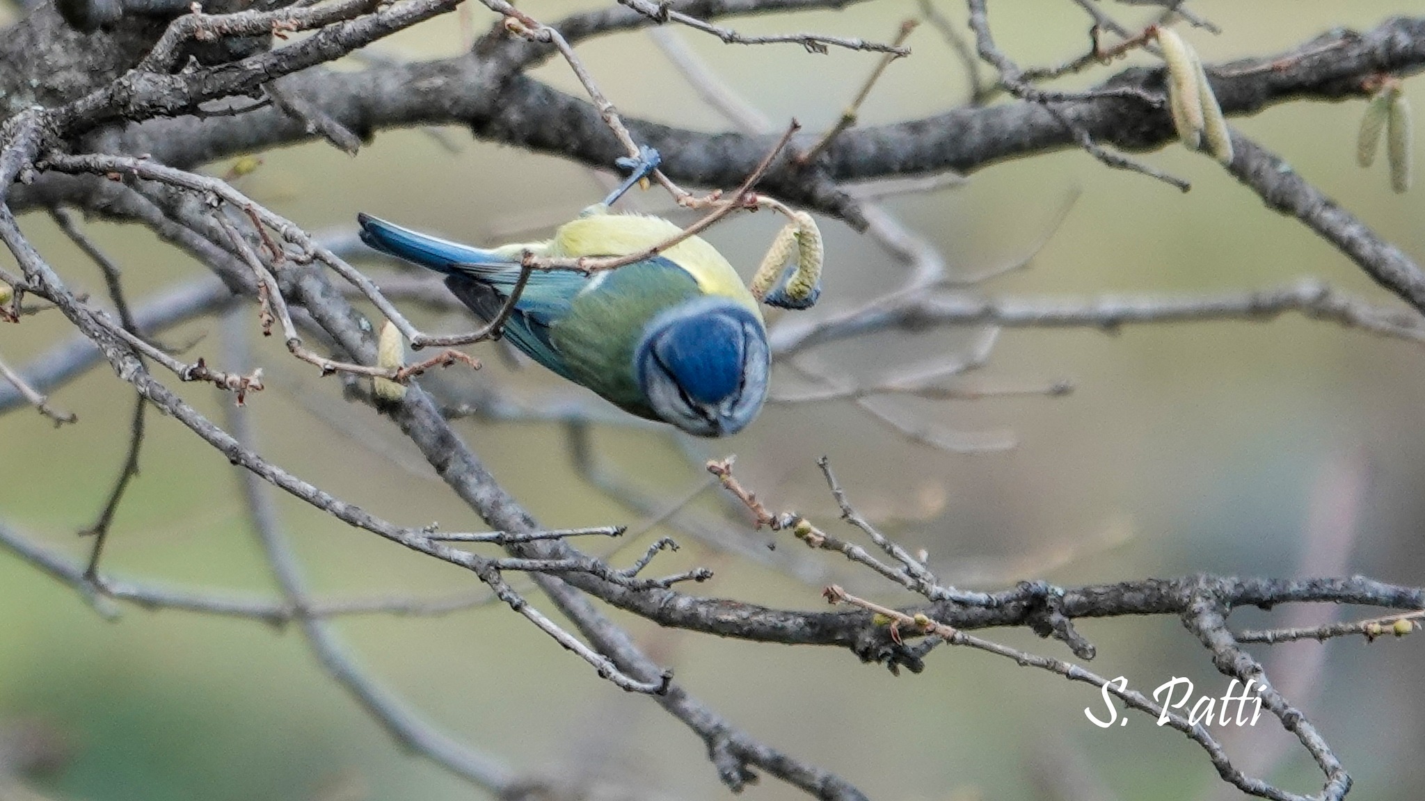 Cyanistes caeruleus Cyanistes caeruleus