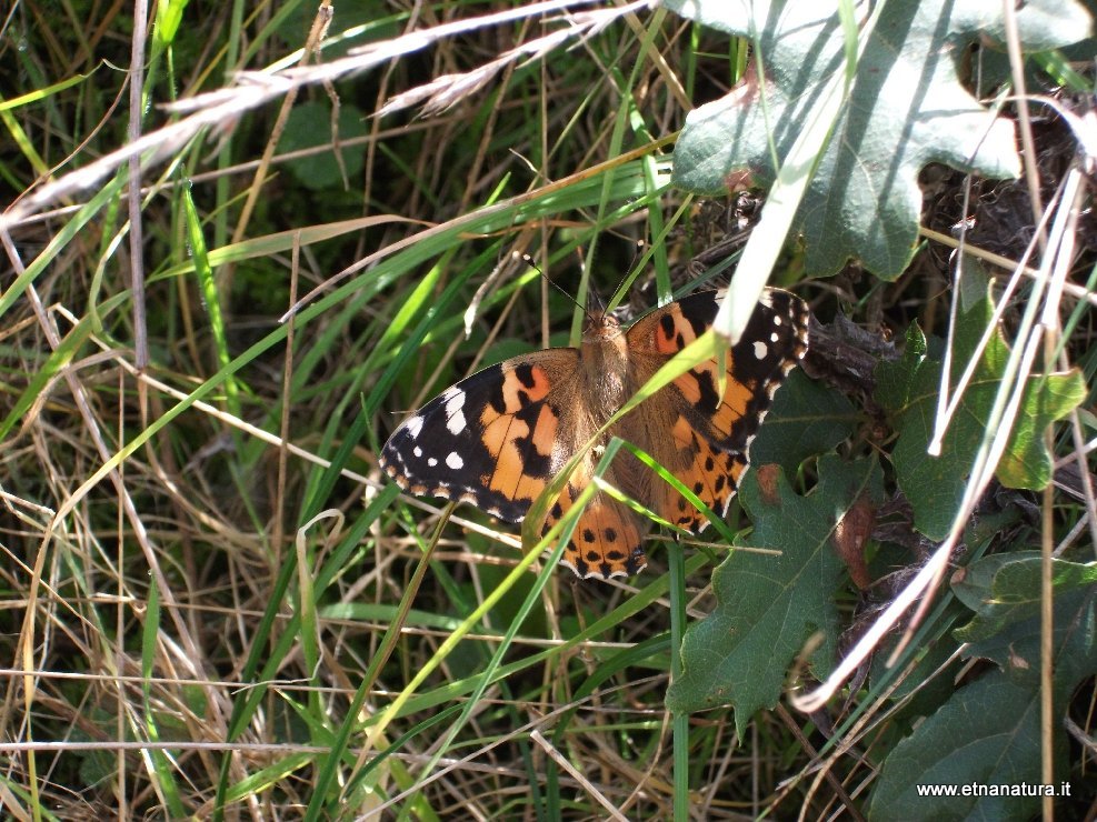 Cynthia cardui