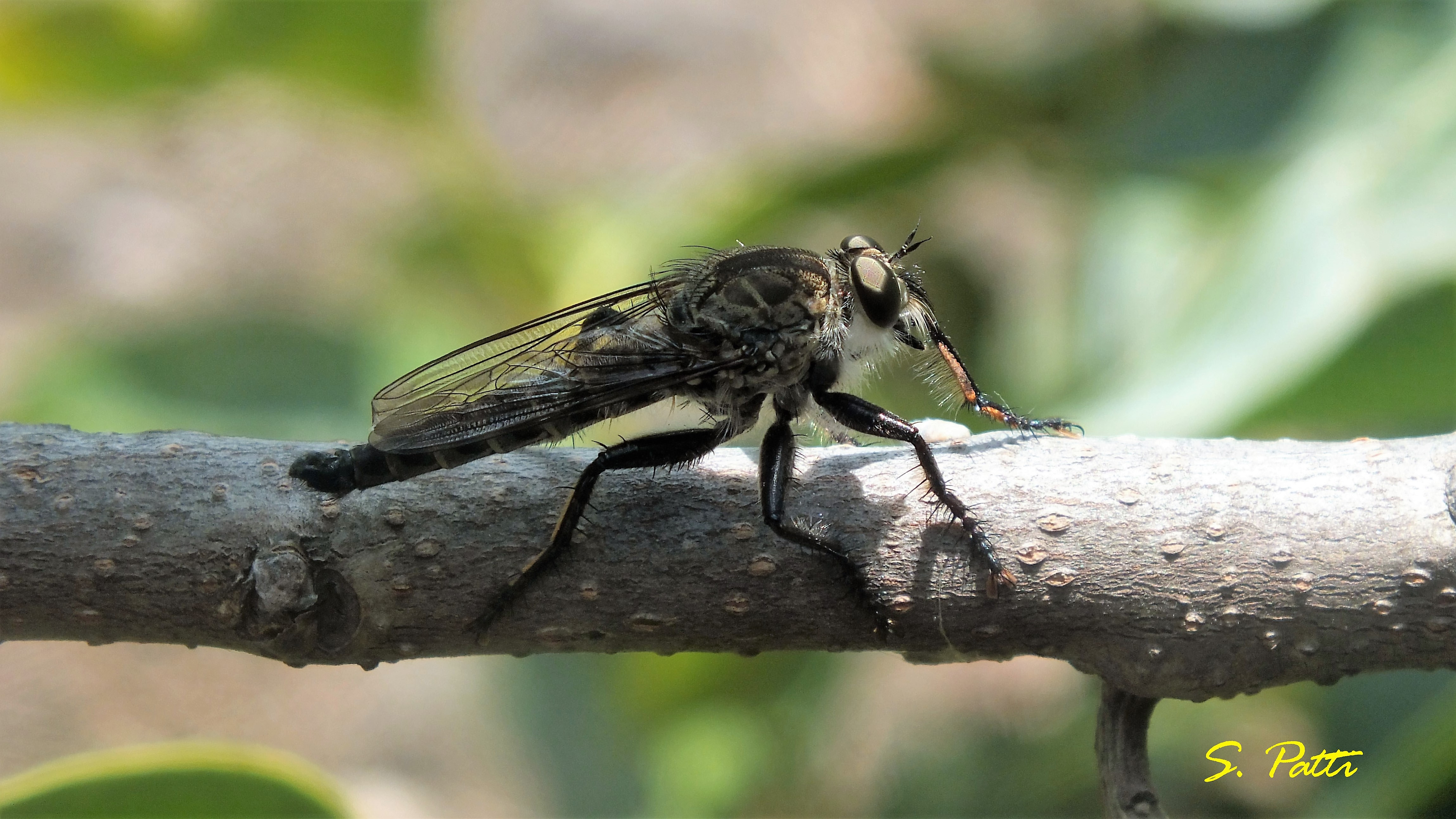 Diptera asilidae