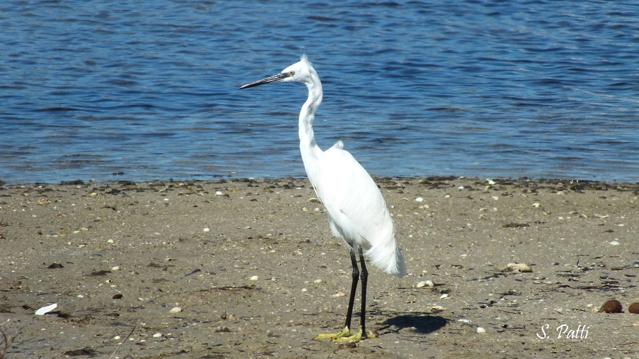 Egretta garzetta