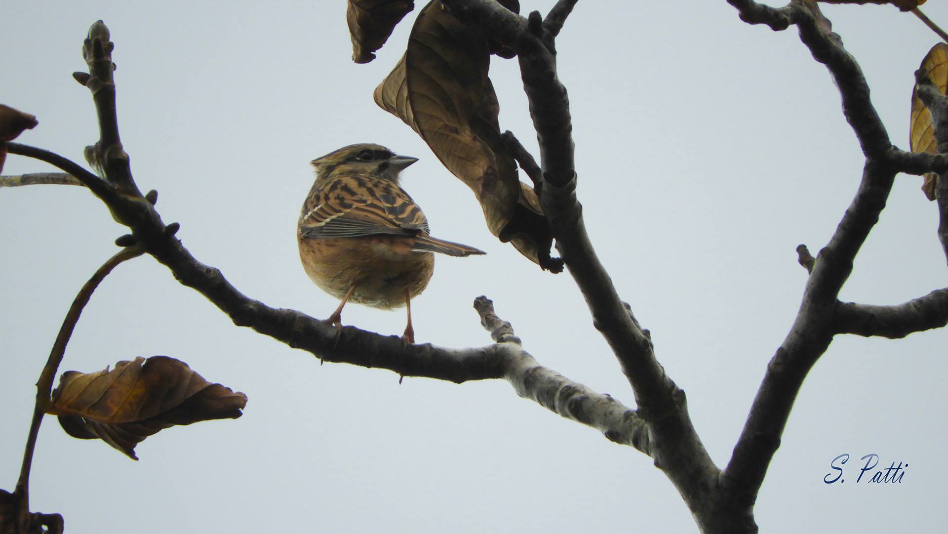 Emberiza cia