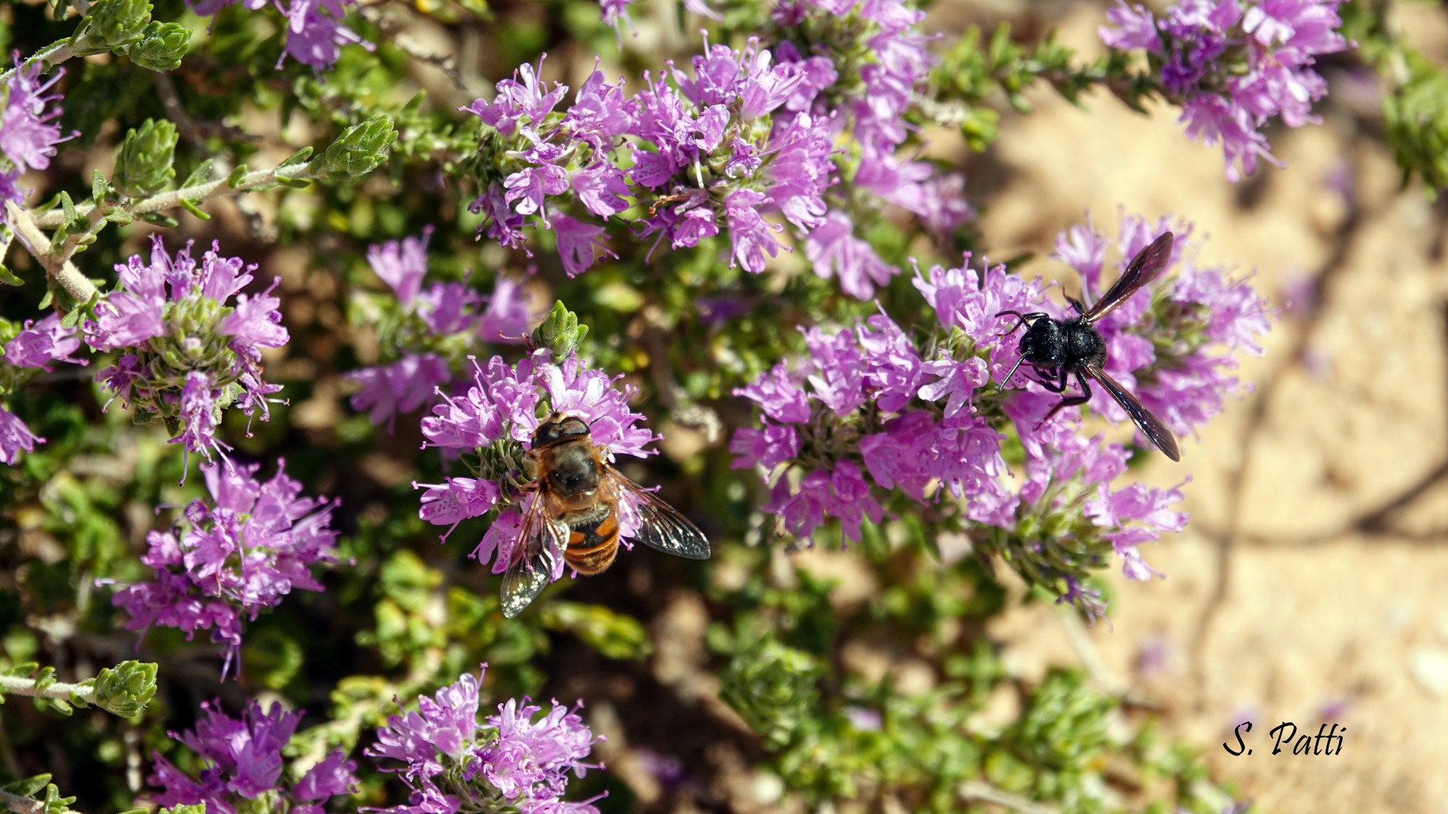 Eristalo tenace