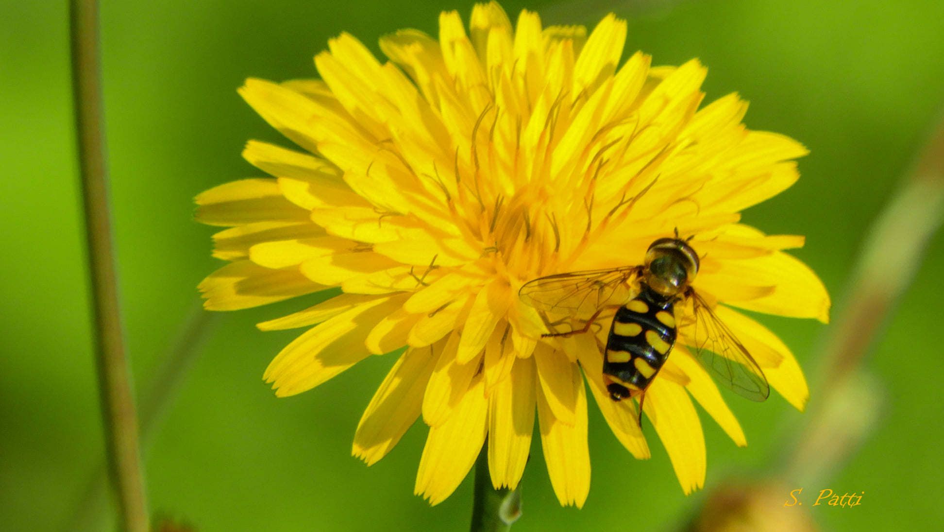 Eupeodes corollae