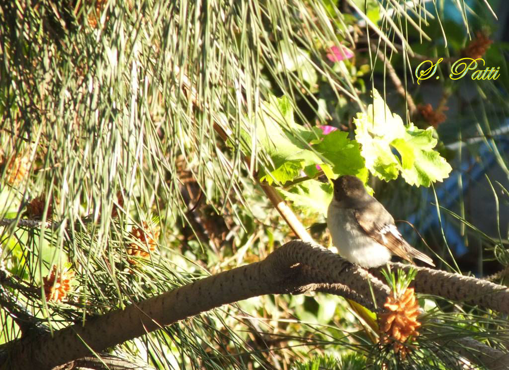 Ficedula albicollis