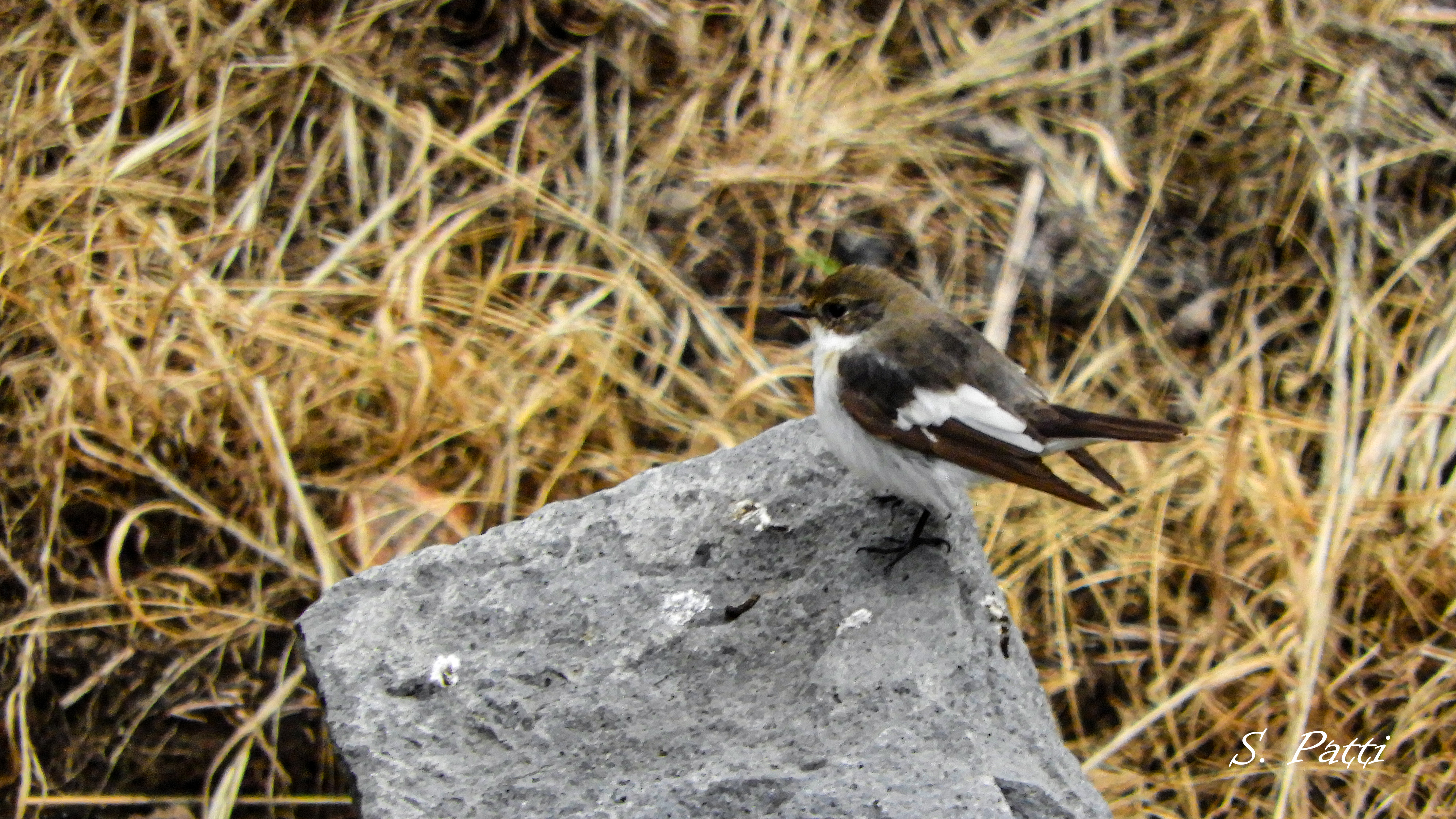 Ficedula hypoleuca
