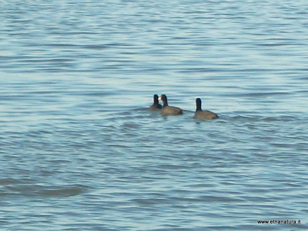 Fulica atra