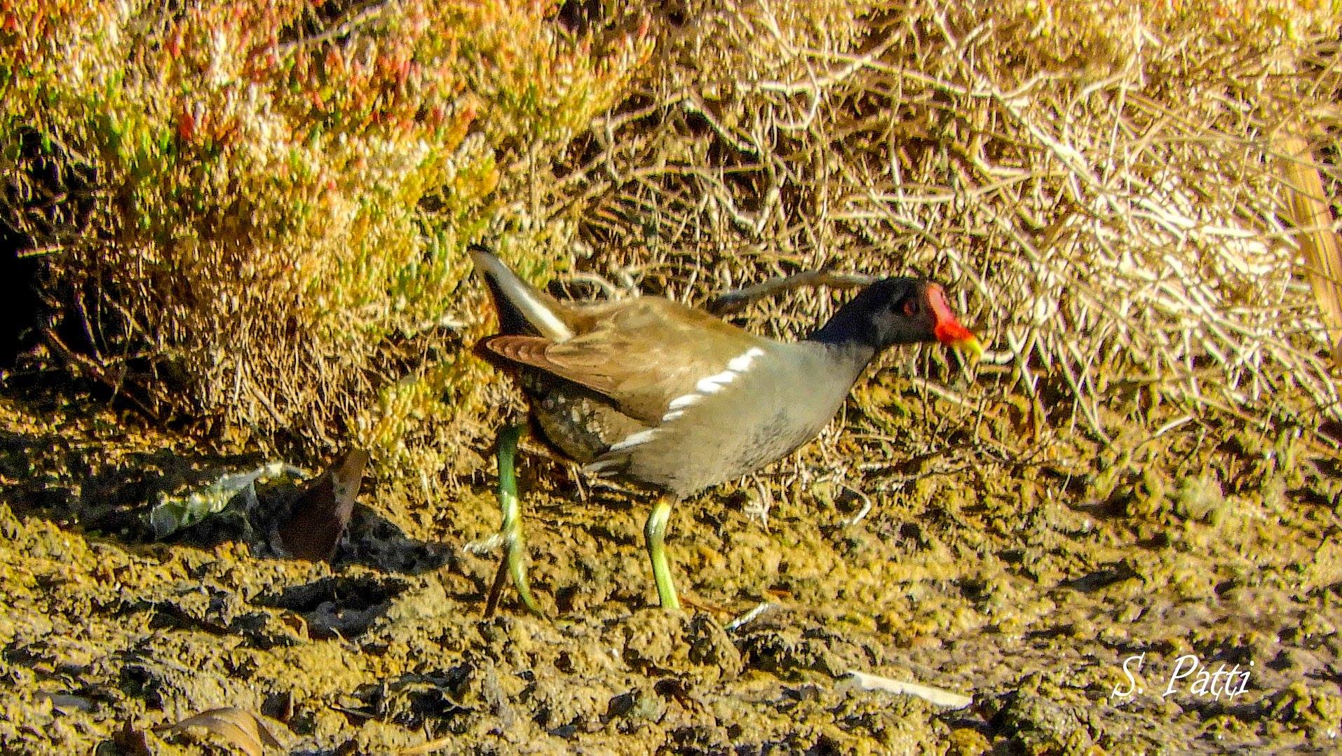 Gallinula chloropus