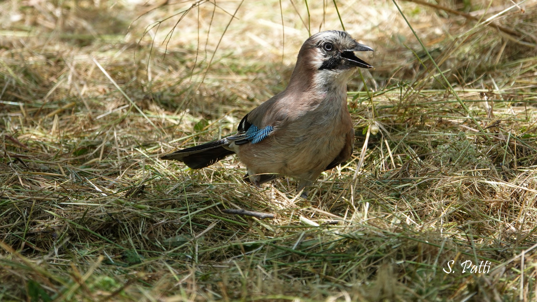 Garrulus glandarius Garrulus glandarius