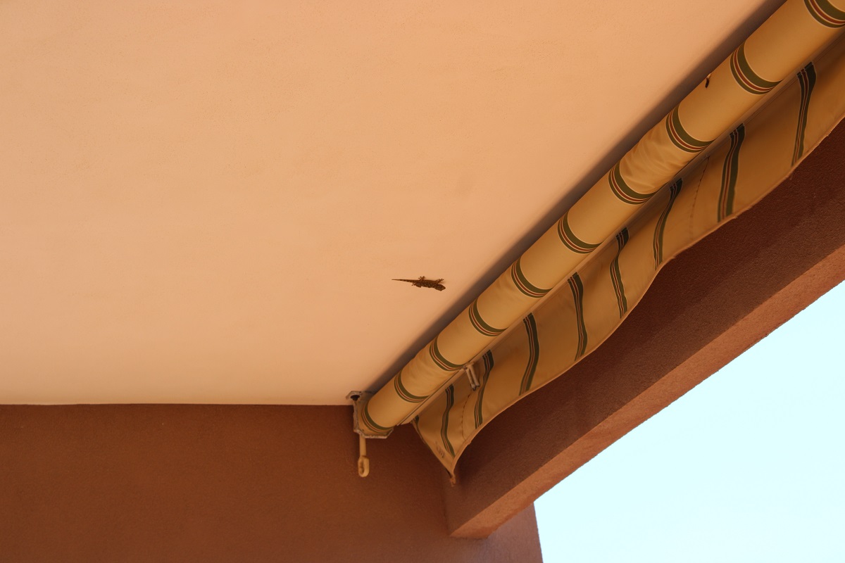 Gekkonidae