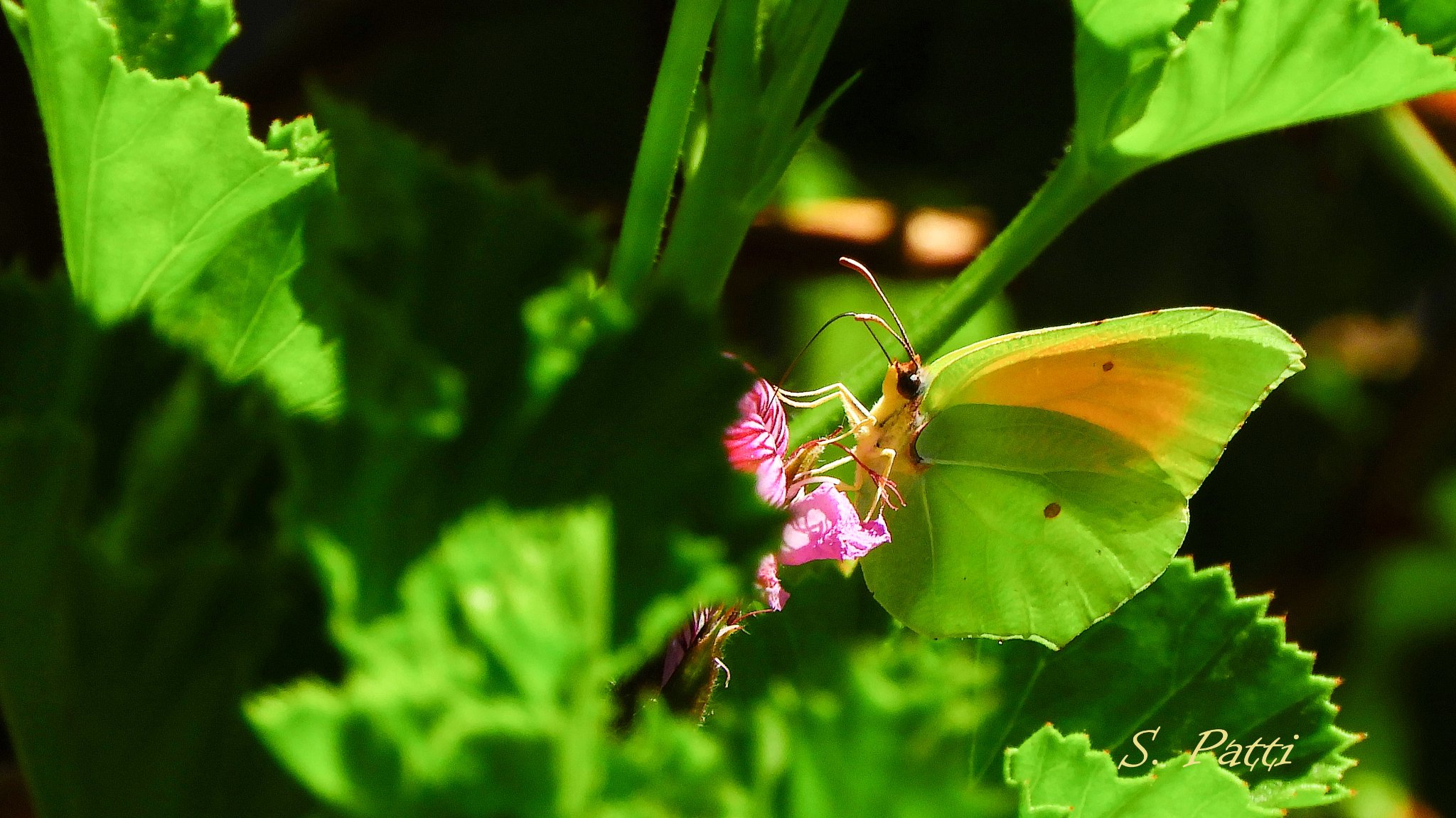 Gonepteryx cleopatra
