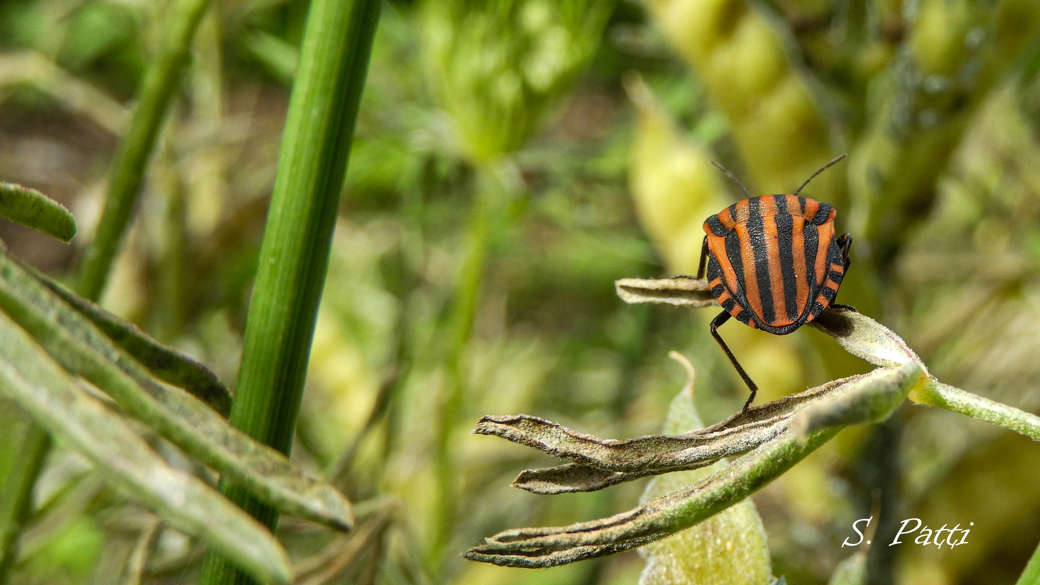 Graphosoma italicum