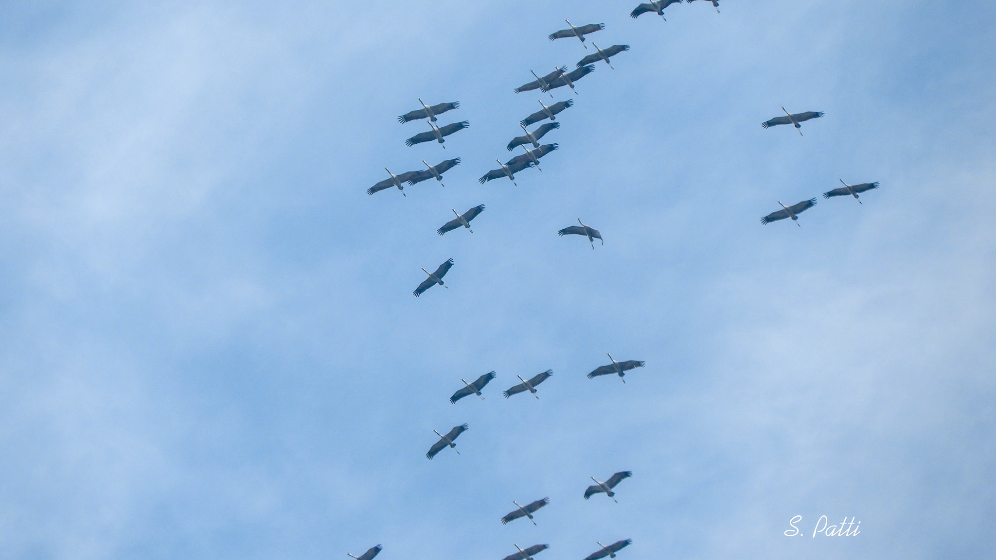 Grus grus
