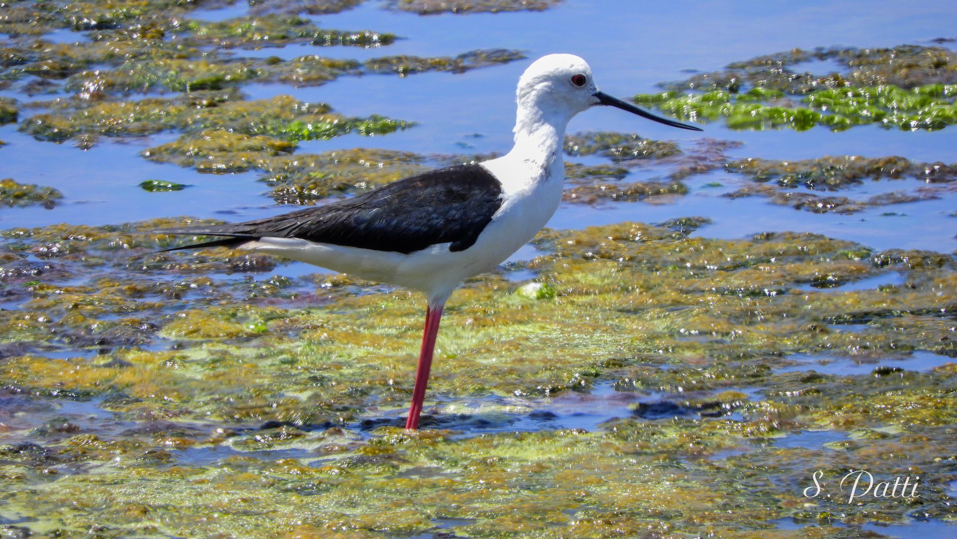 Himantopus himantopus
